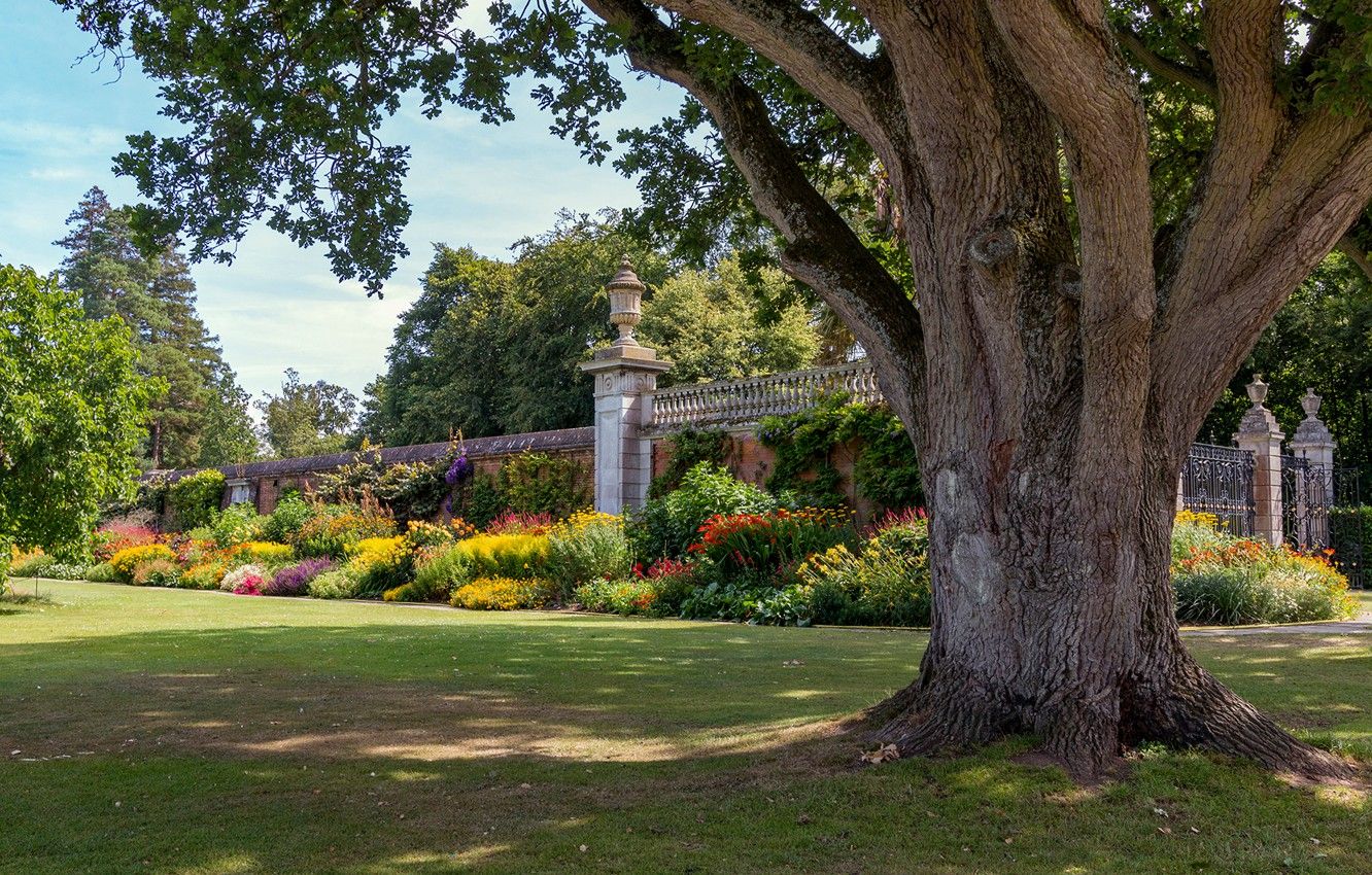 Wallpaper greens, the sun, trees, flowers, Park, lawn, the fence
