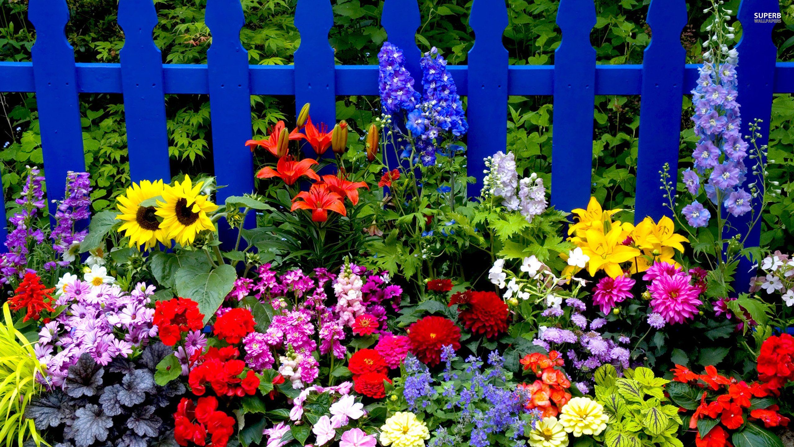 blue, Fence, Multi, Colored, Flowers, Garden Wallpaper HD