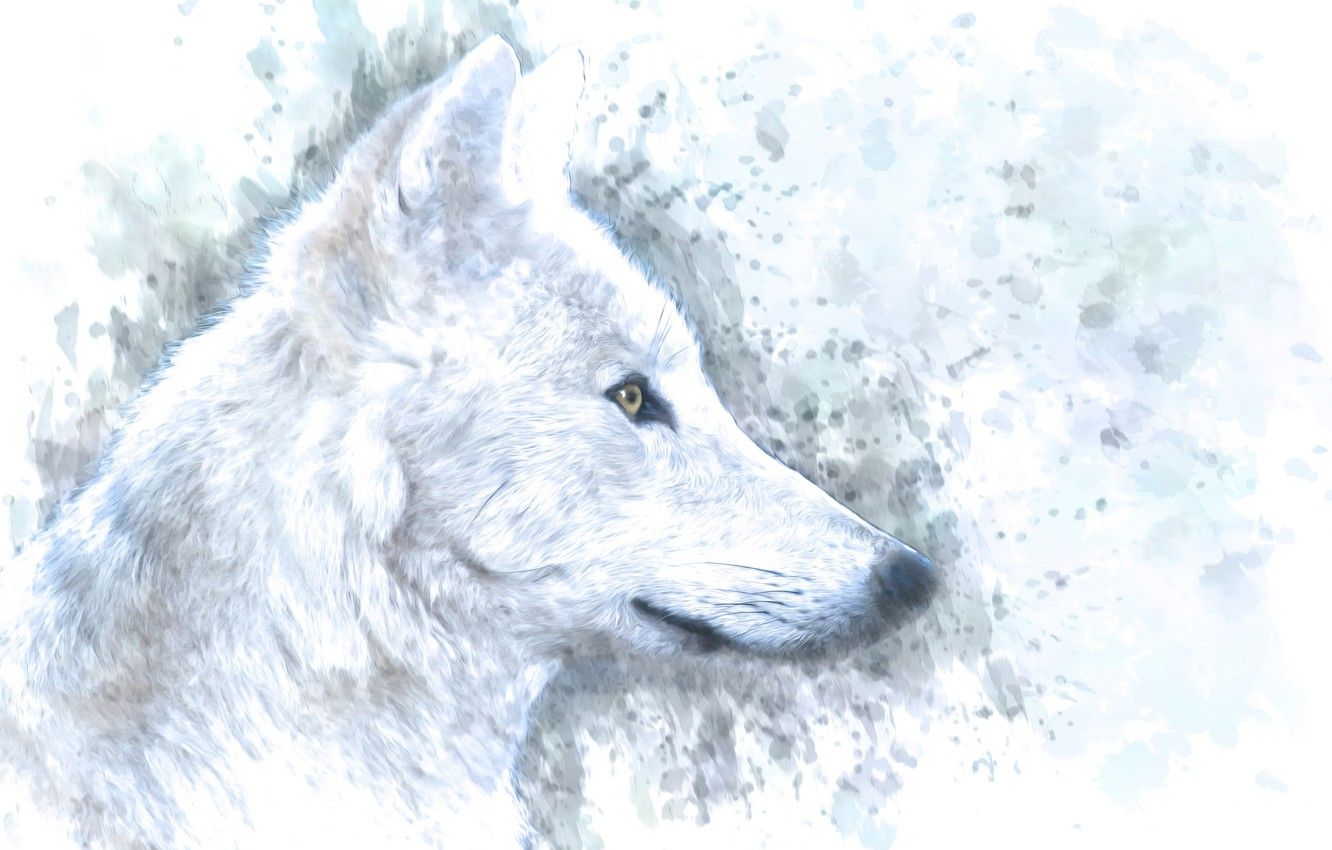 Wallpaper white, background, wolf, profile image for desktop
