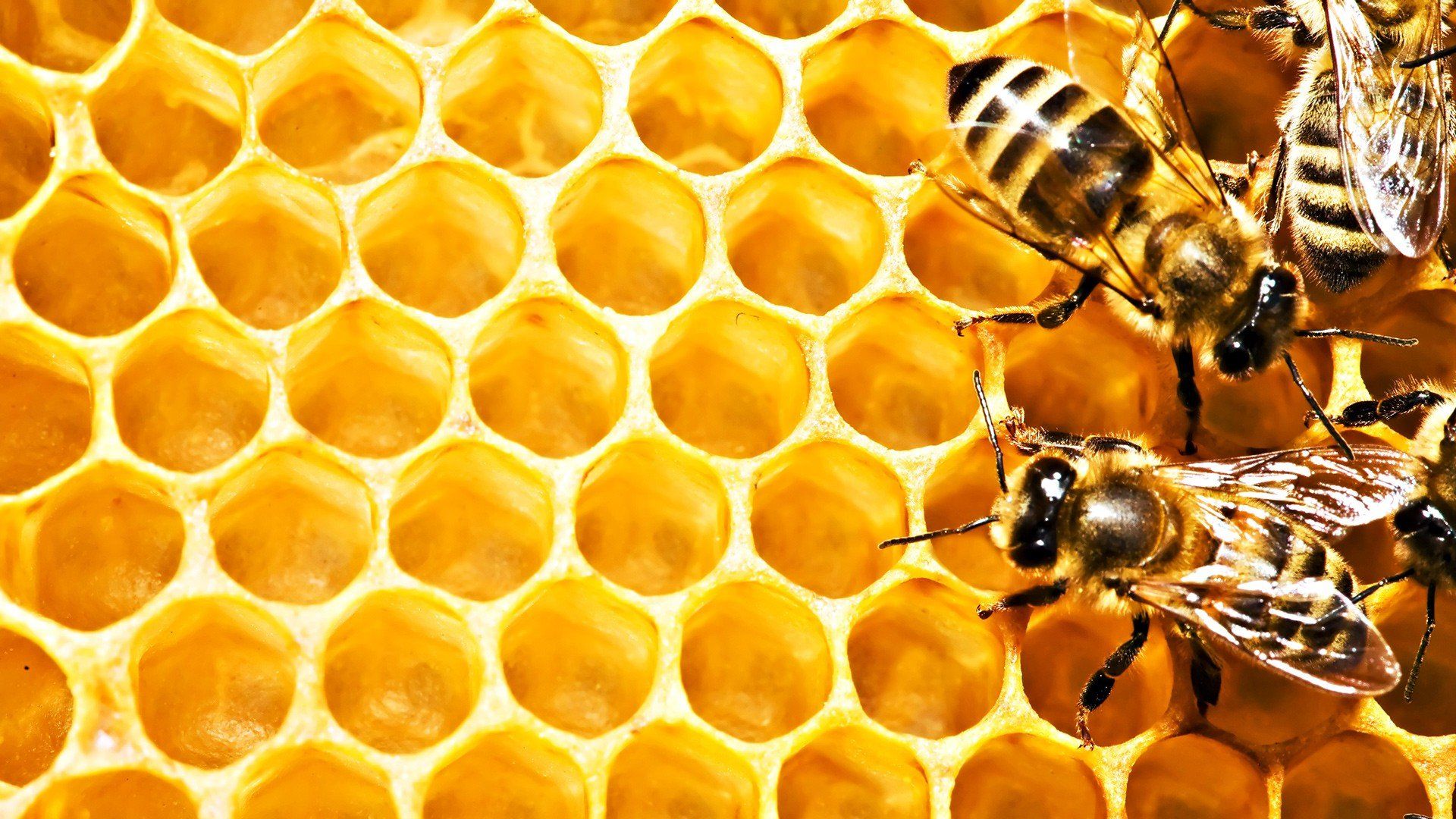 honeycombs, Bees, Macro HD Wallpaper / Desktop and Mobile Image