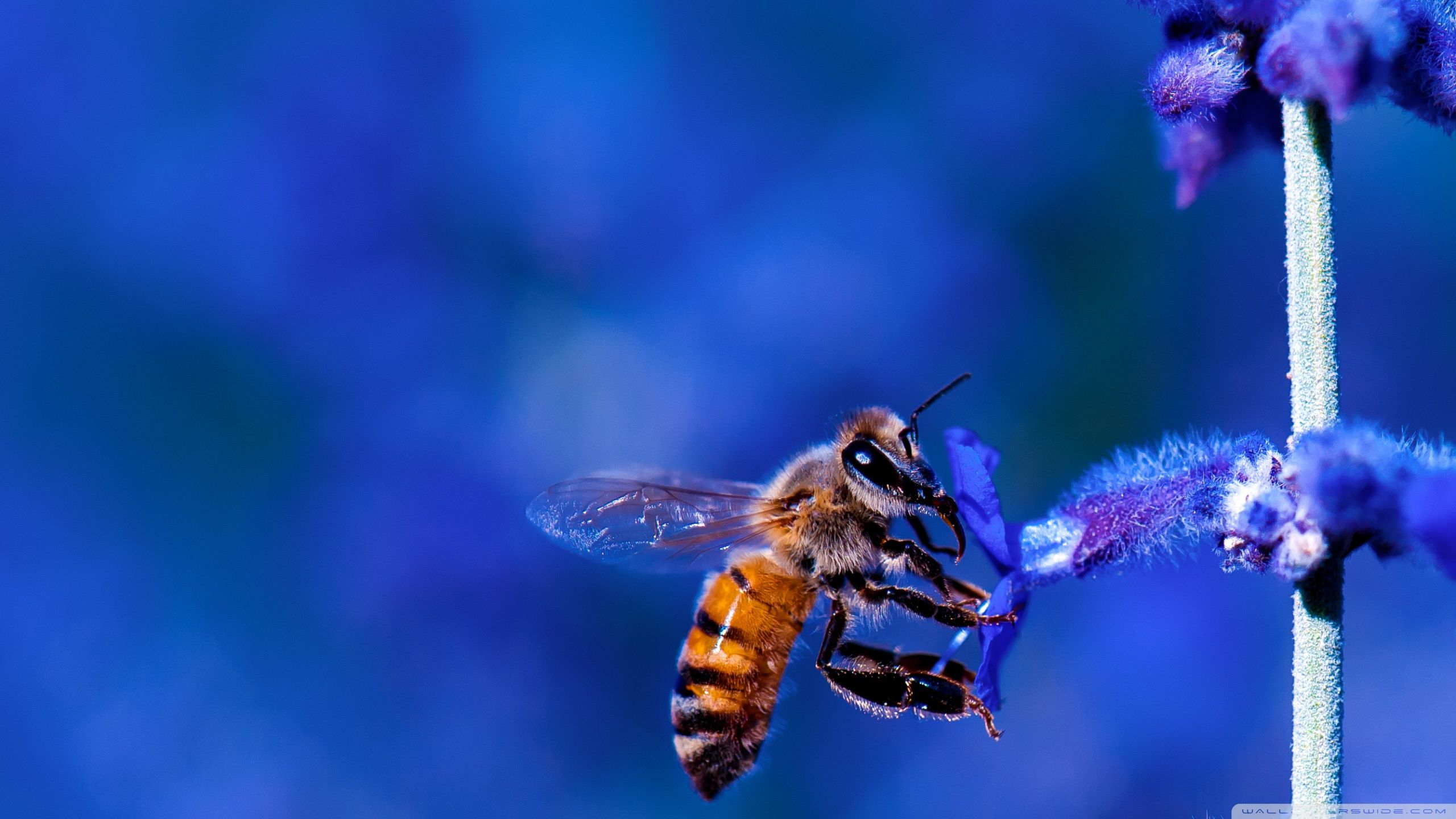Honeybee Desktop Wallpapers - Wallpaper Cave