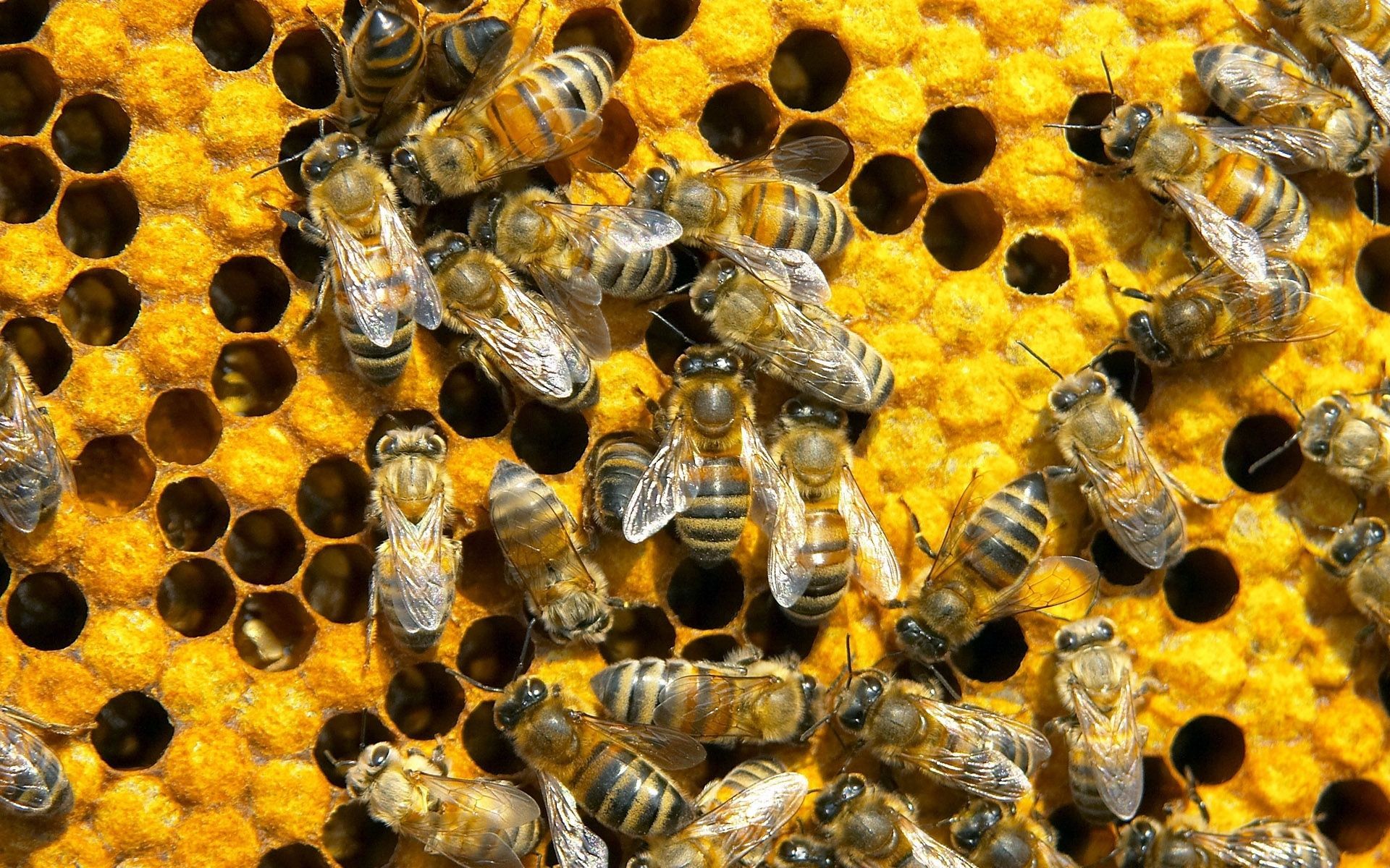 bees, honey, honeycomb wallpaper desktop background