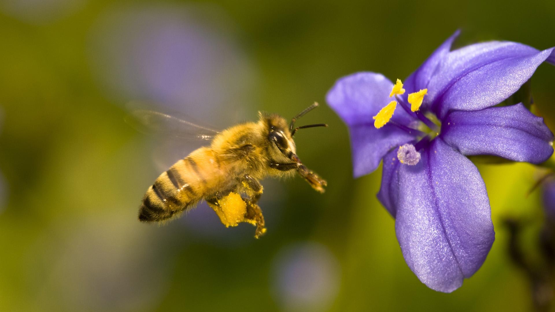 African Honey Bee HD desktop wallpaper, Widescreen, High