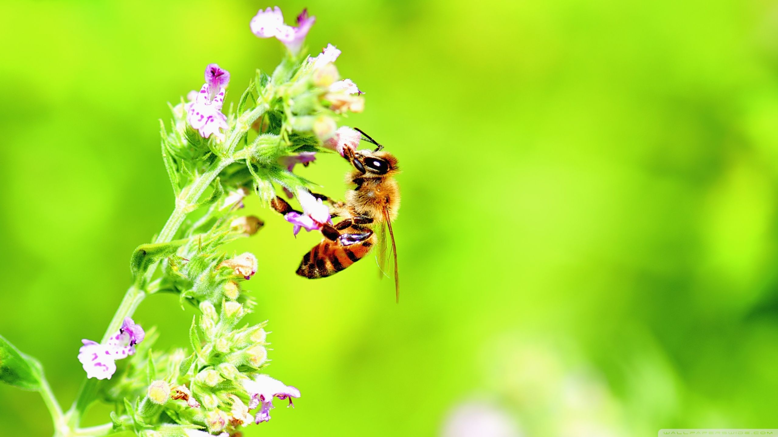 Honey Bee, Bright Green Background Ultra HD Desktop Background