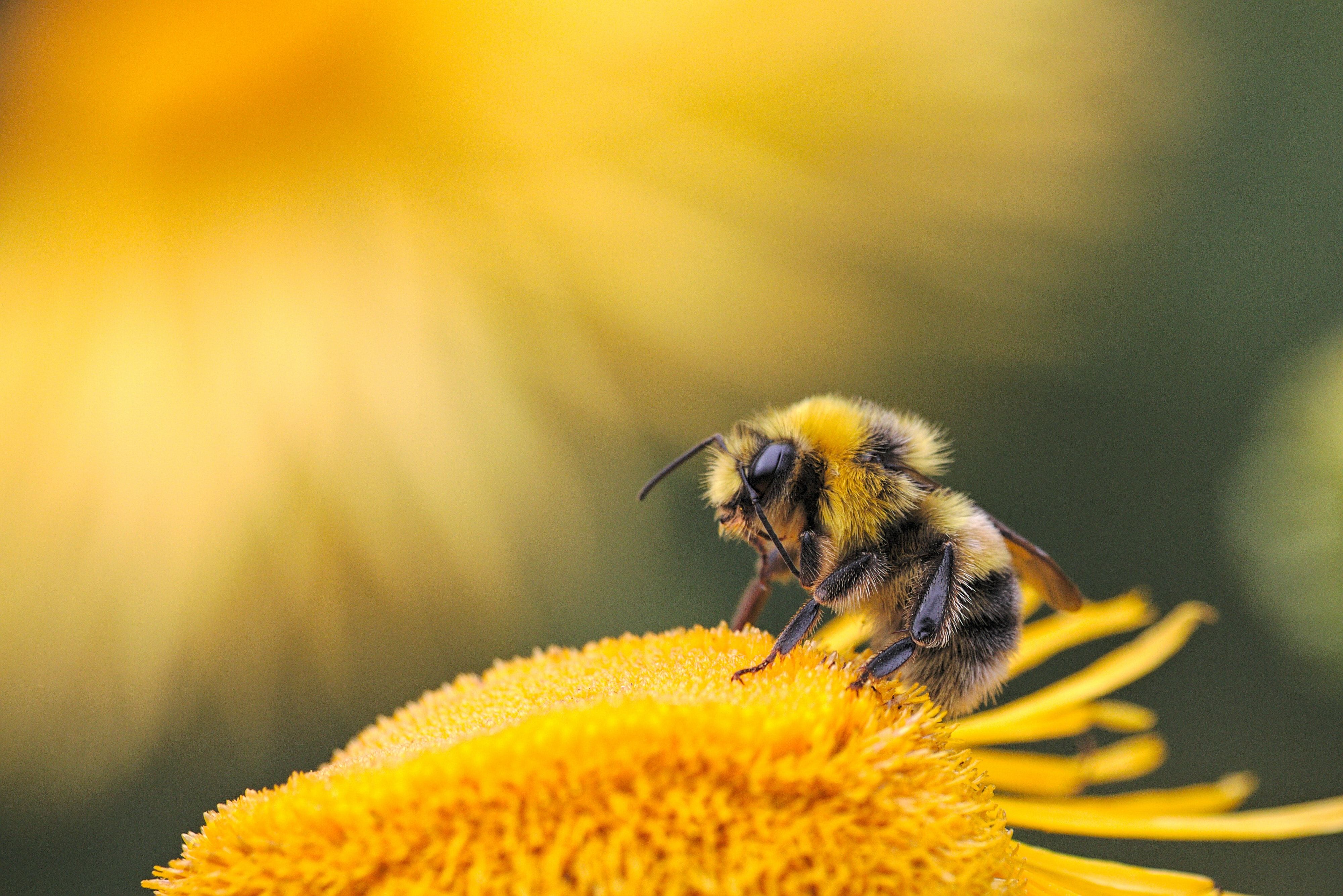 Bee Picture. Download Free Image
