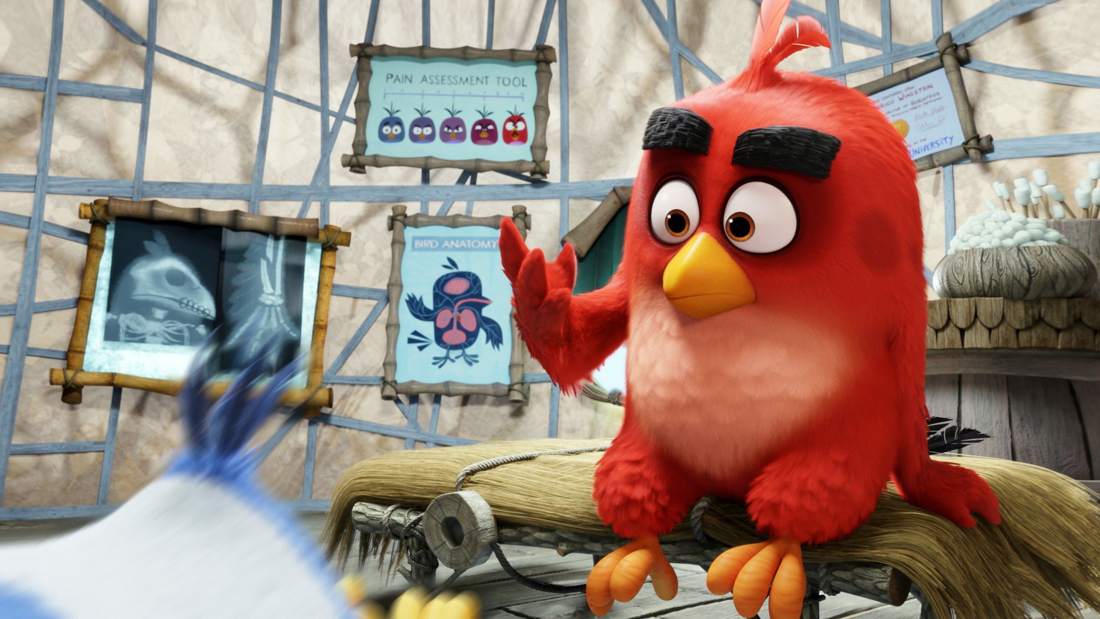 Red The Angry Birds, HD Movies, 4k Wallpaper, Image, Background