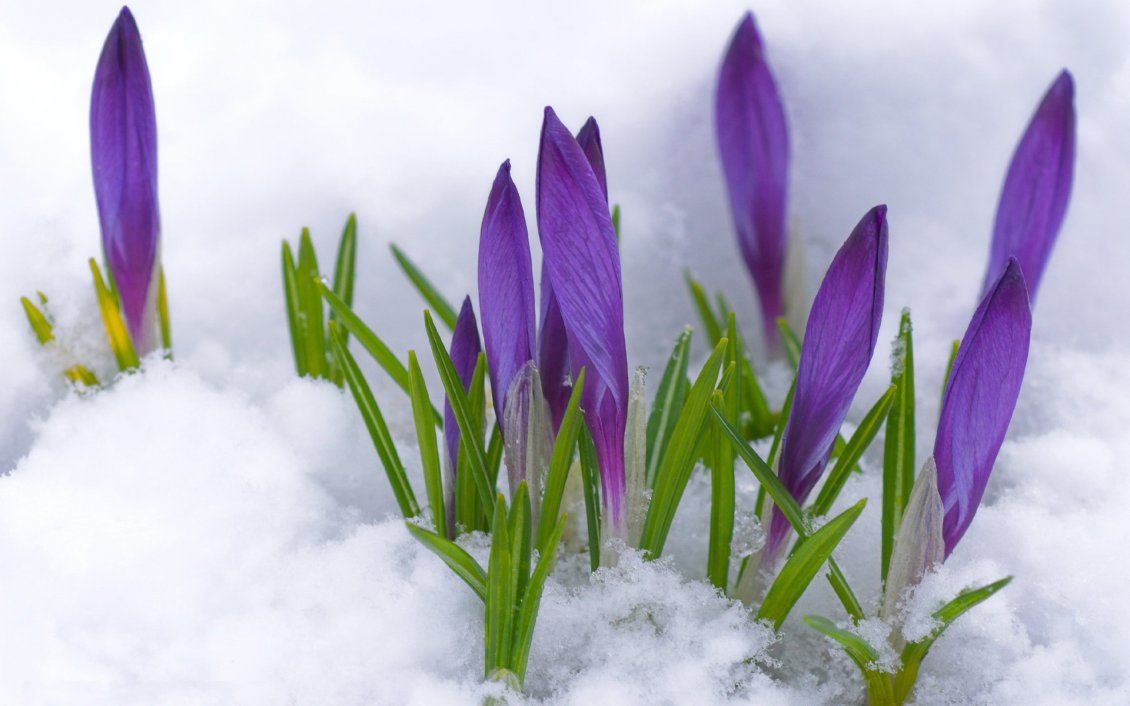 Purple flowers under the cold snow and Spring time