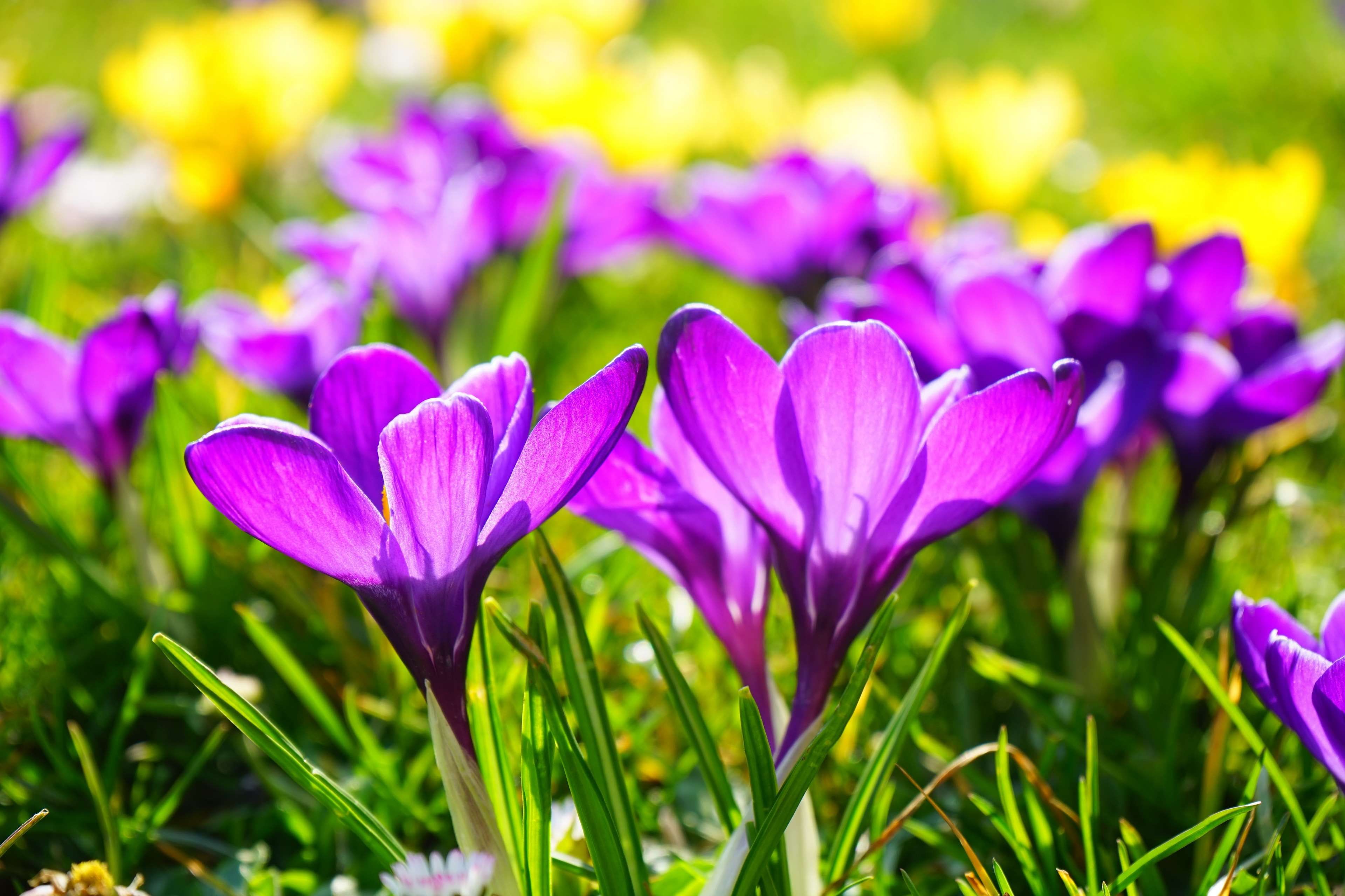 Bloom, blossom, crocus, flowers, petals, purple, spring, spring