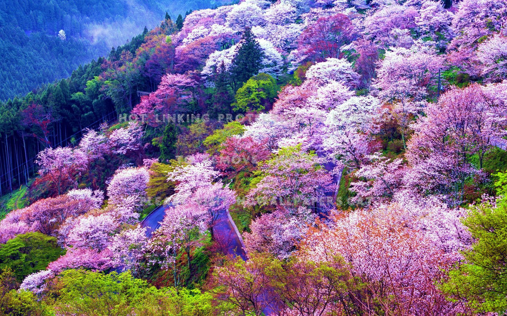 Mount Yoshino Japan Spring Asia Springtime Yoshino