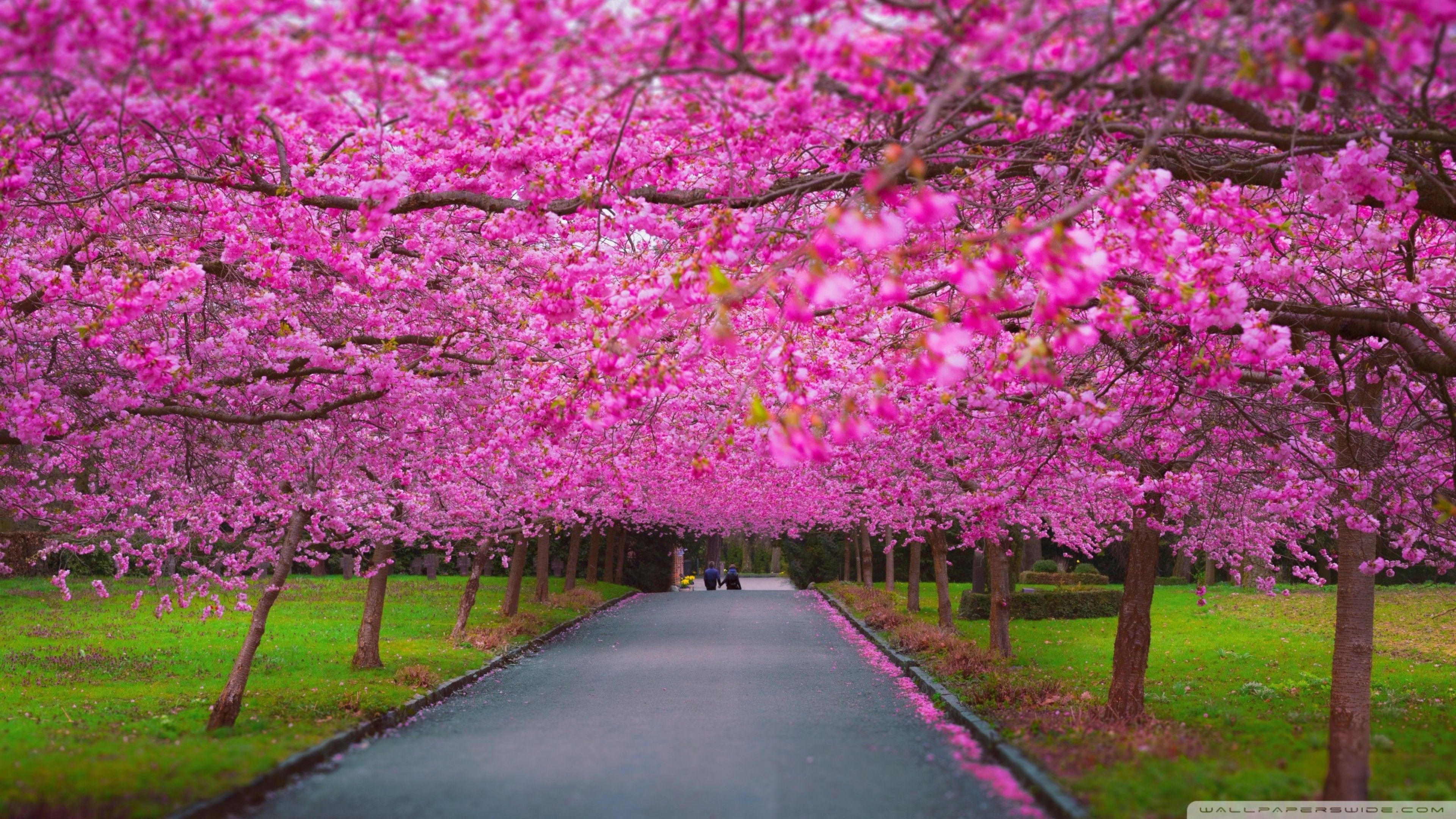Pink Trees in the Springtime 4K Ultra HD Wallpaper