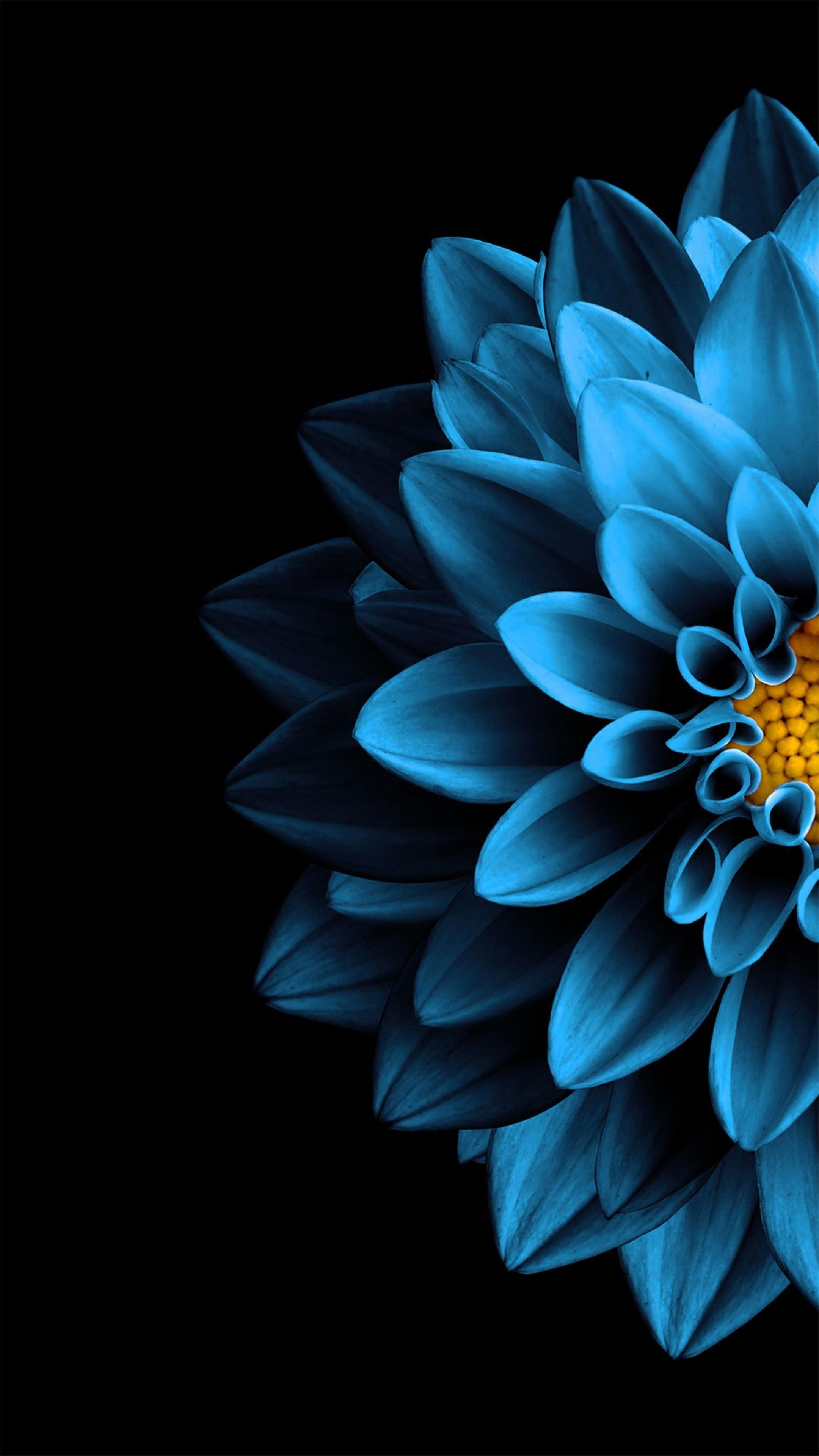 AMOLED Flower Wallpaper. Flower background iphone, Black background wallpaper, Blue wallpaper iphone
