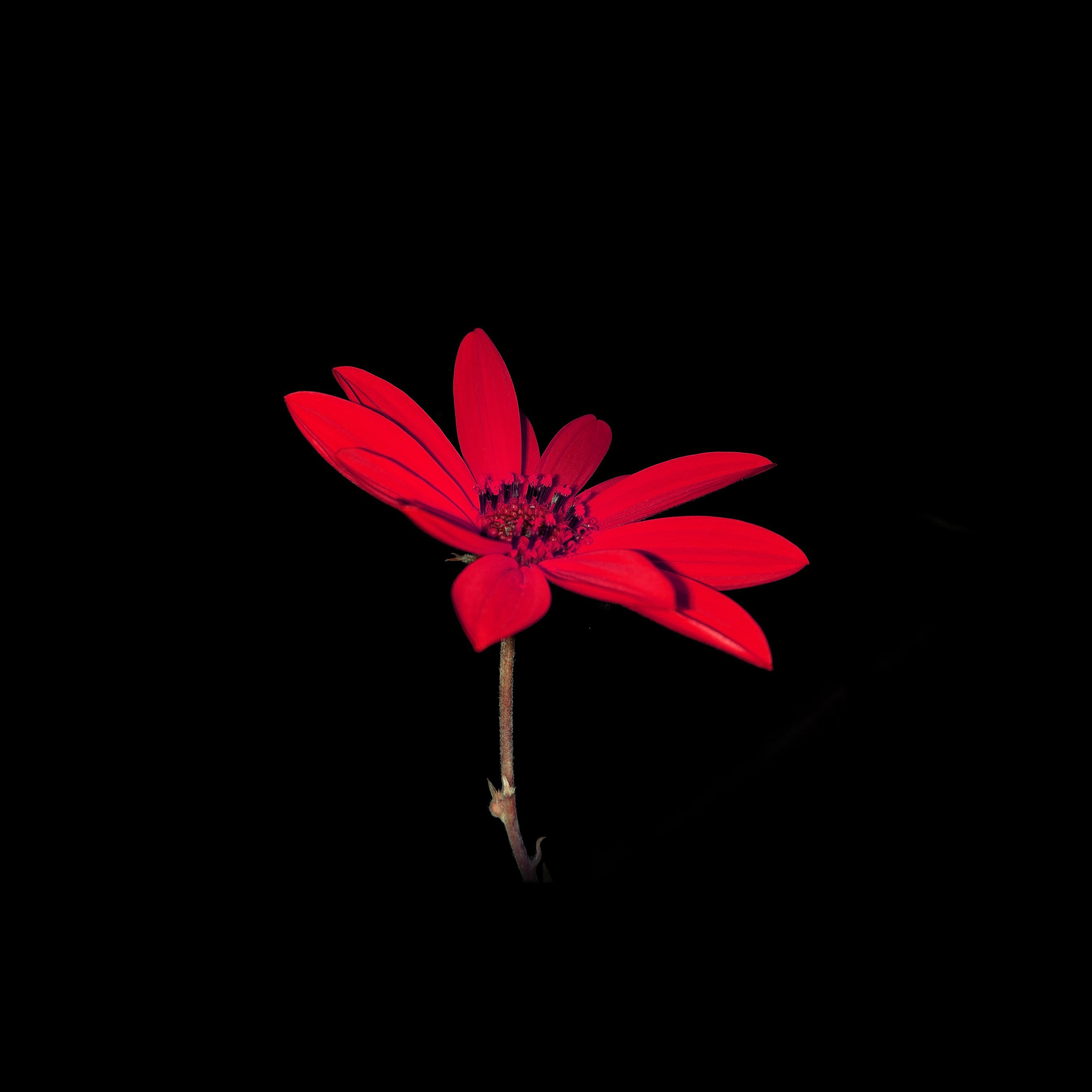 Flower Red Nature Art Dark Minimal Simple Wallpaper