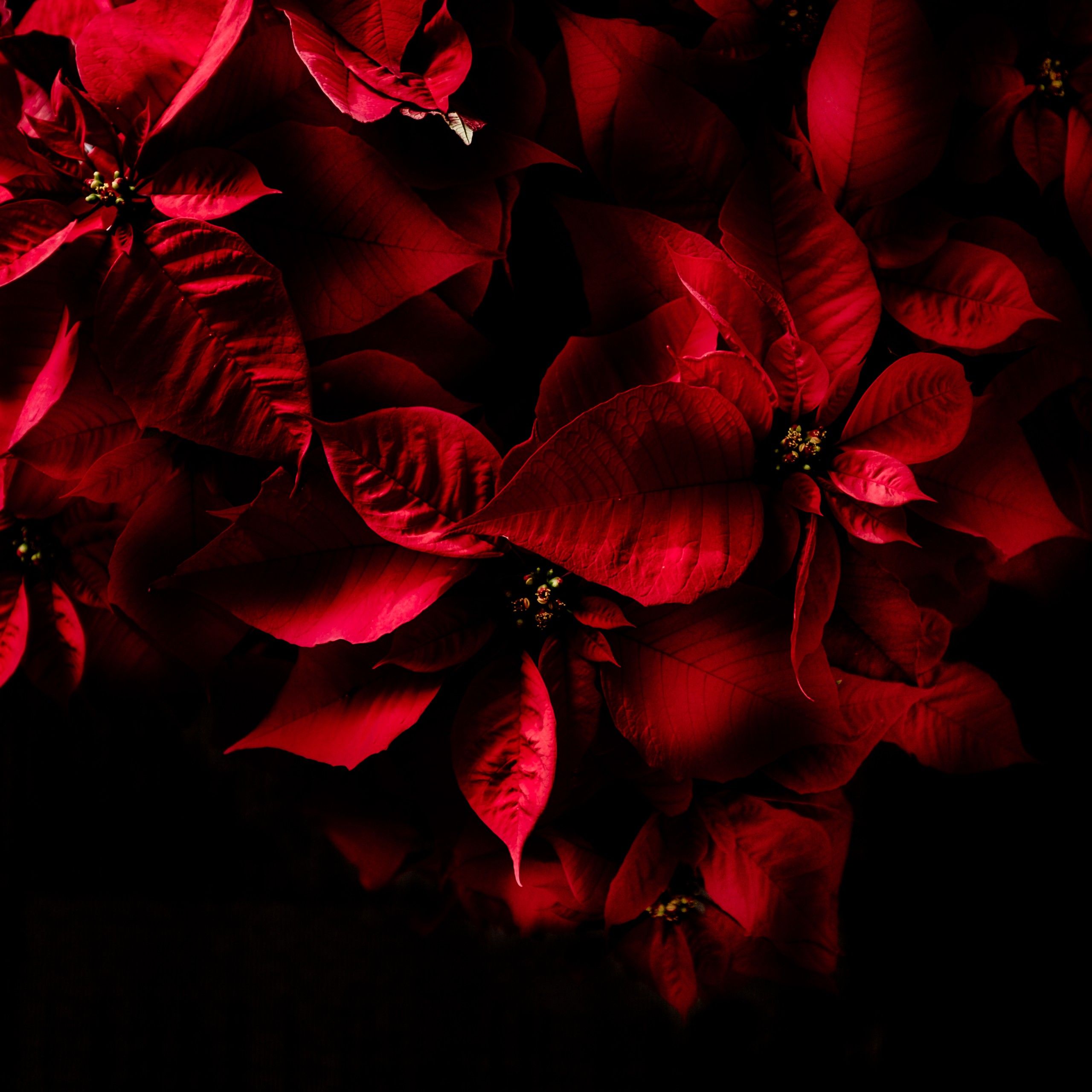 Wallpaper Red leaves, Dark, AMOLED, 4K, Flowers