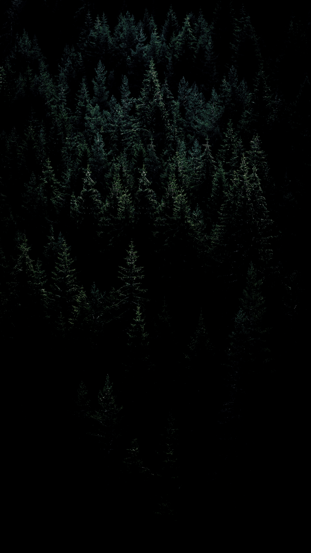 dark forest [1080x1920]