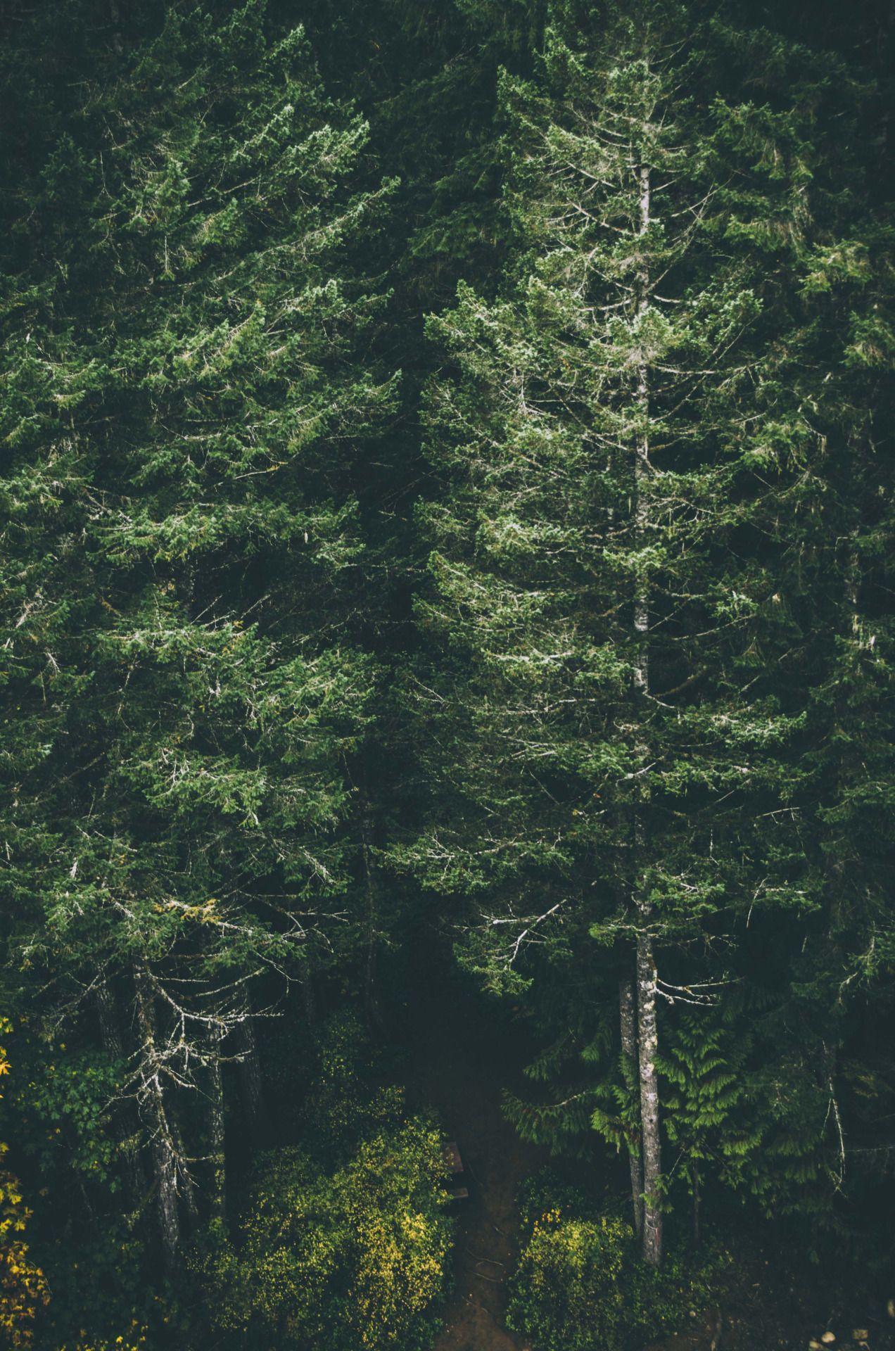 by DeepLovePhotography. Nature, Nature photography, Forest