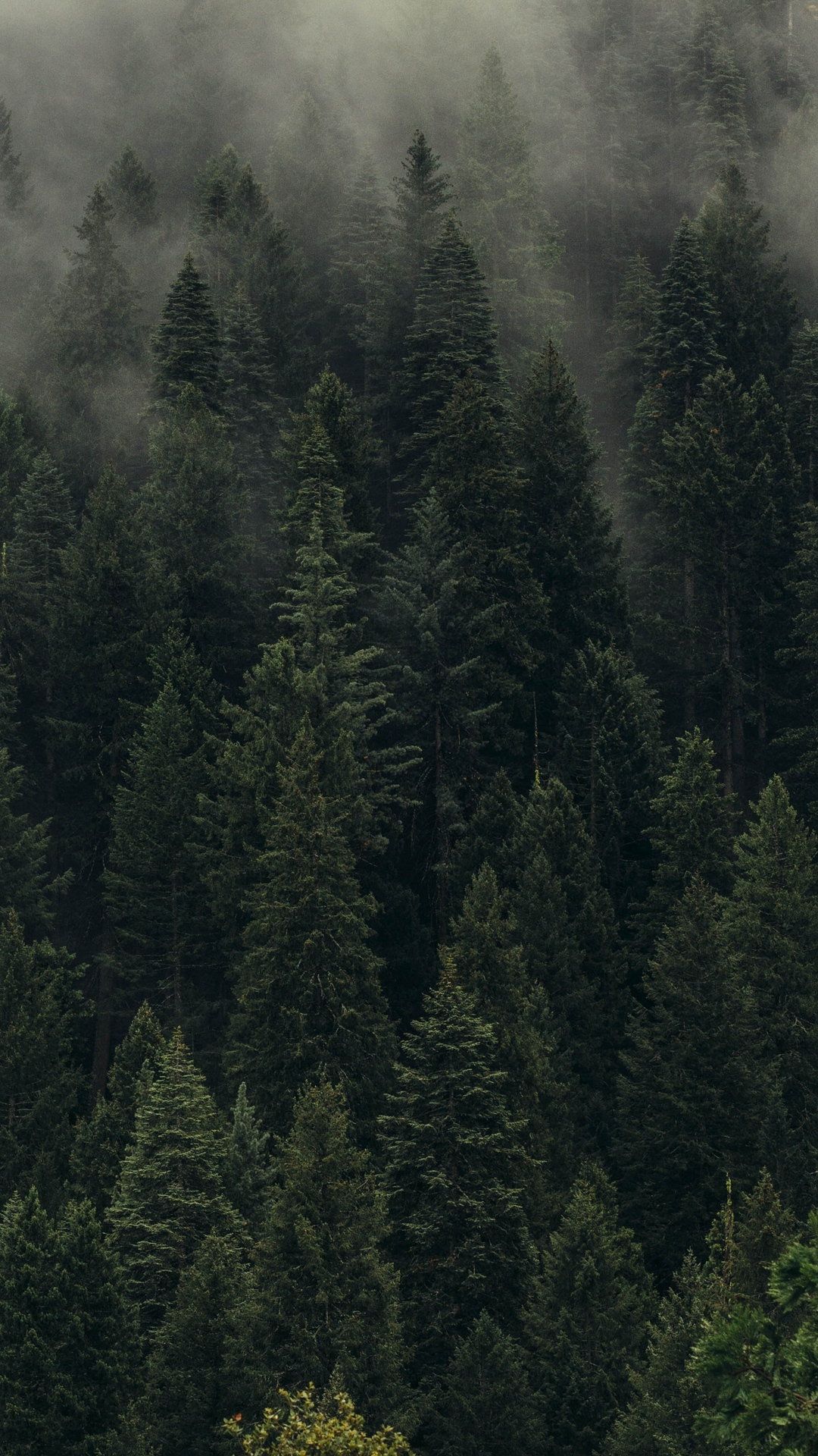Trees Green Fog Forest Shroud Wallpaper - [1080x1920]