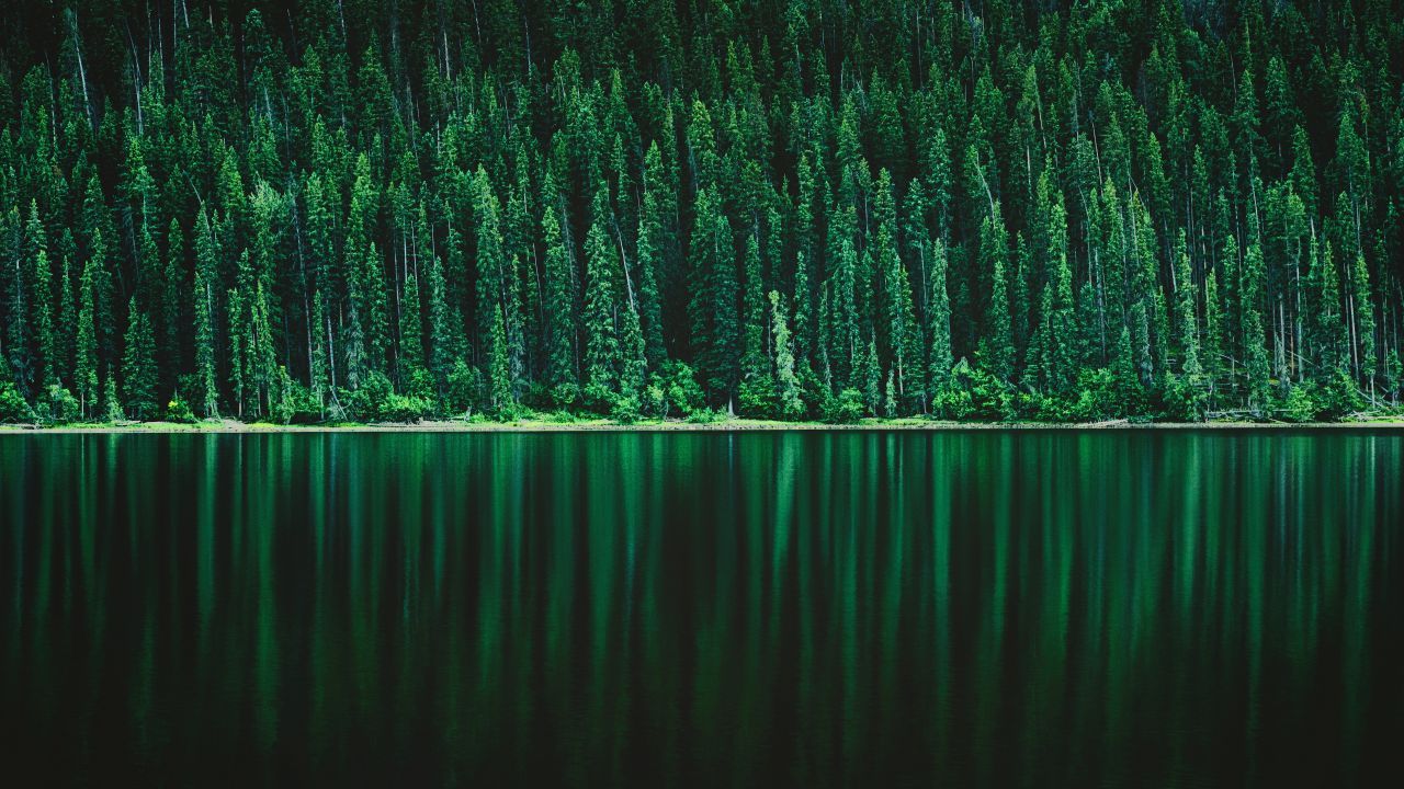 Wallpaper Forest, Green, Pine trees, Landscape, Lake, Reflections