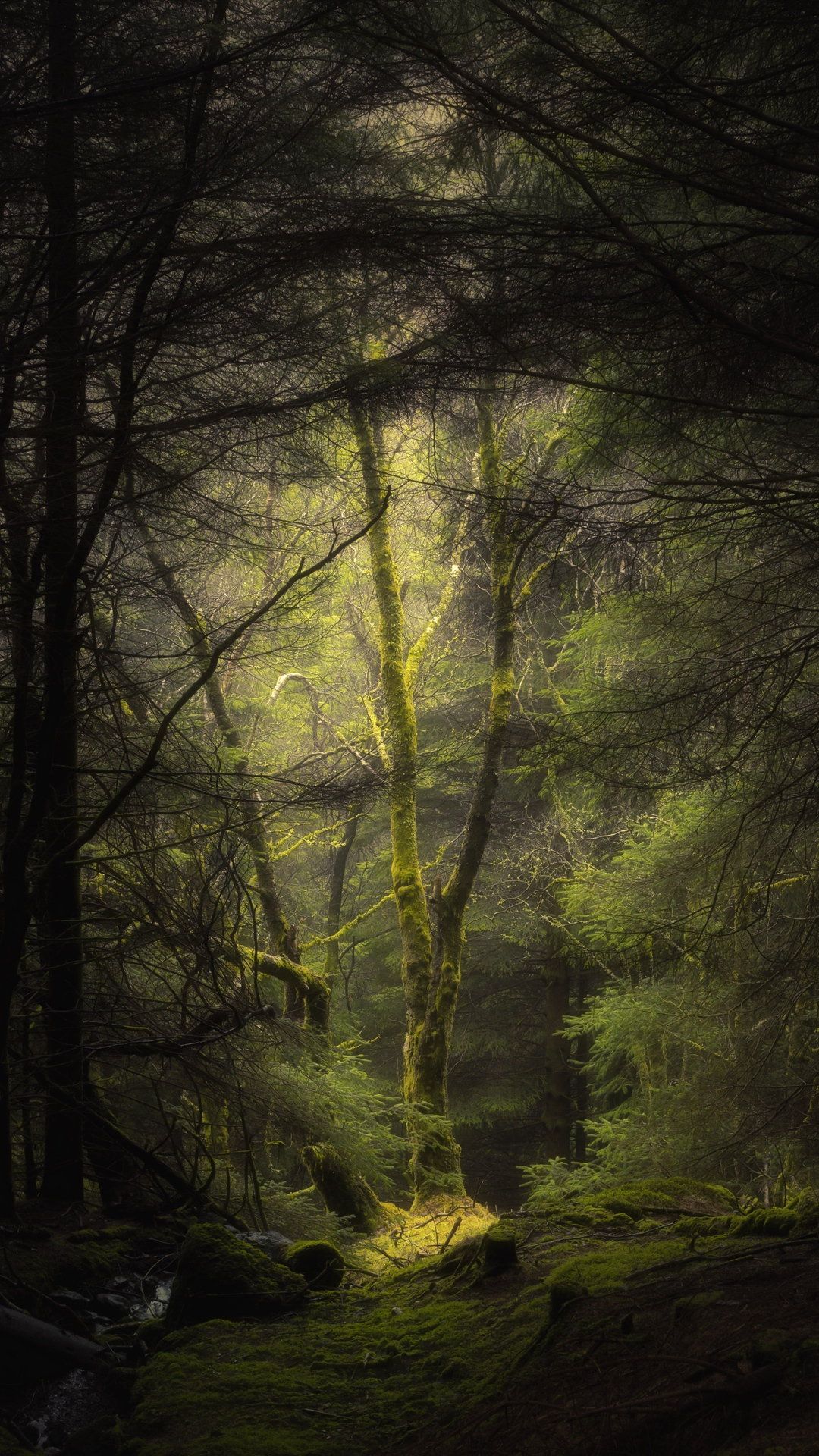 Forest Fog Trees Wallpaper - [1080x1920]