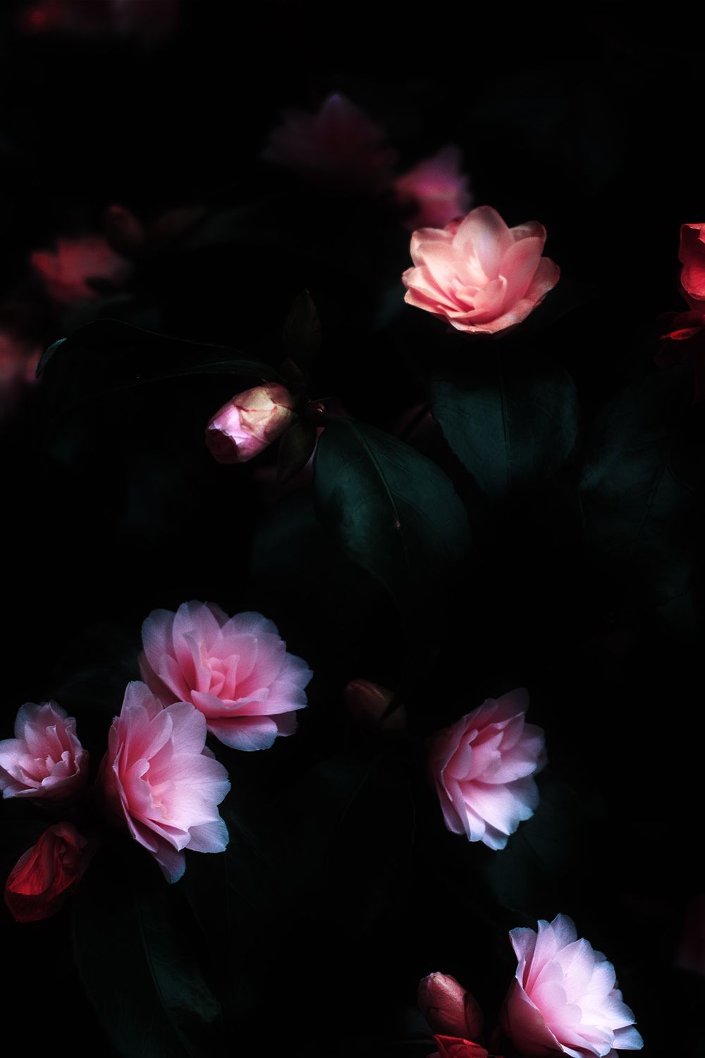 Beautiful Flowers Wallpaper HD Download. Beautiful