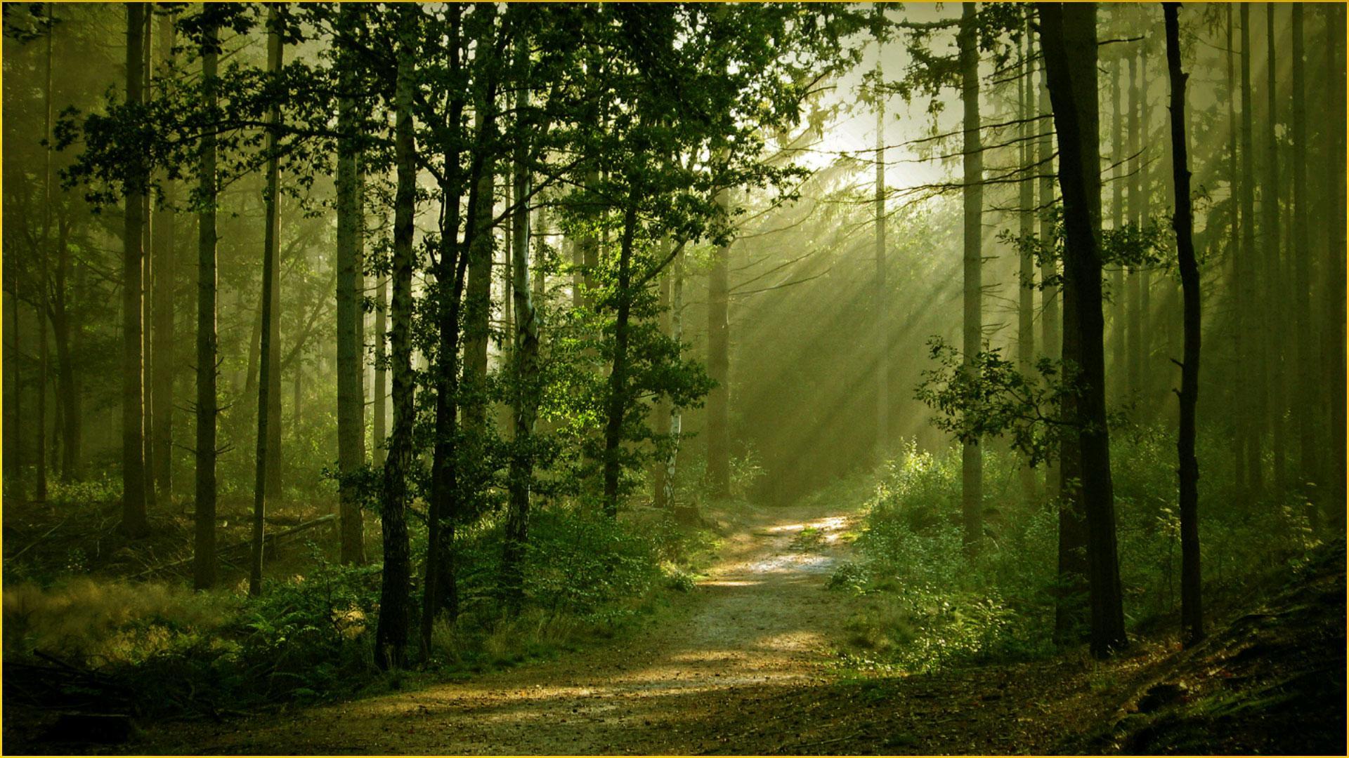 HD Forest Wallpaper for Android