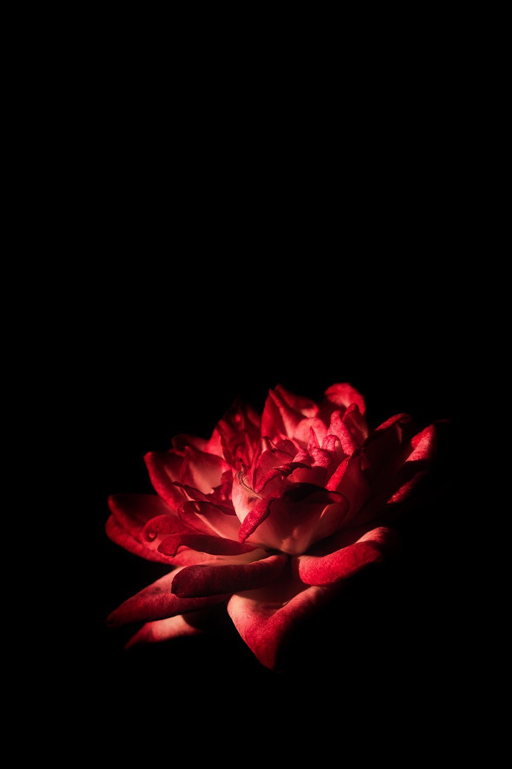 Beautiful Flowers Wallpaper HD Download. Beautiful