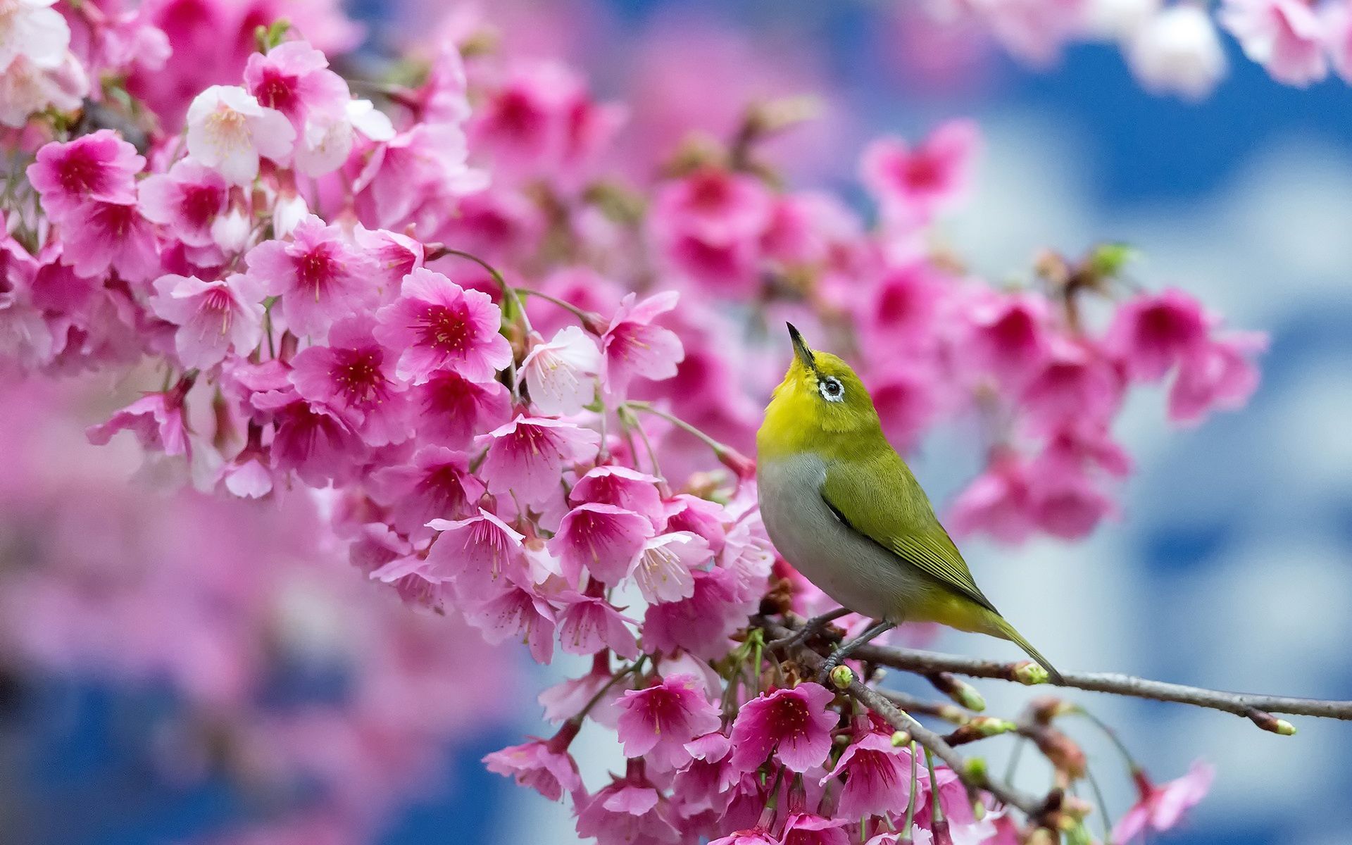 Most Beautiful Spring Wallpaper Free Most Beautiful Spring Background