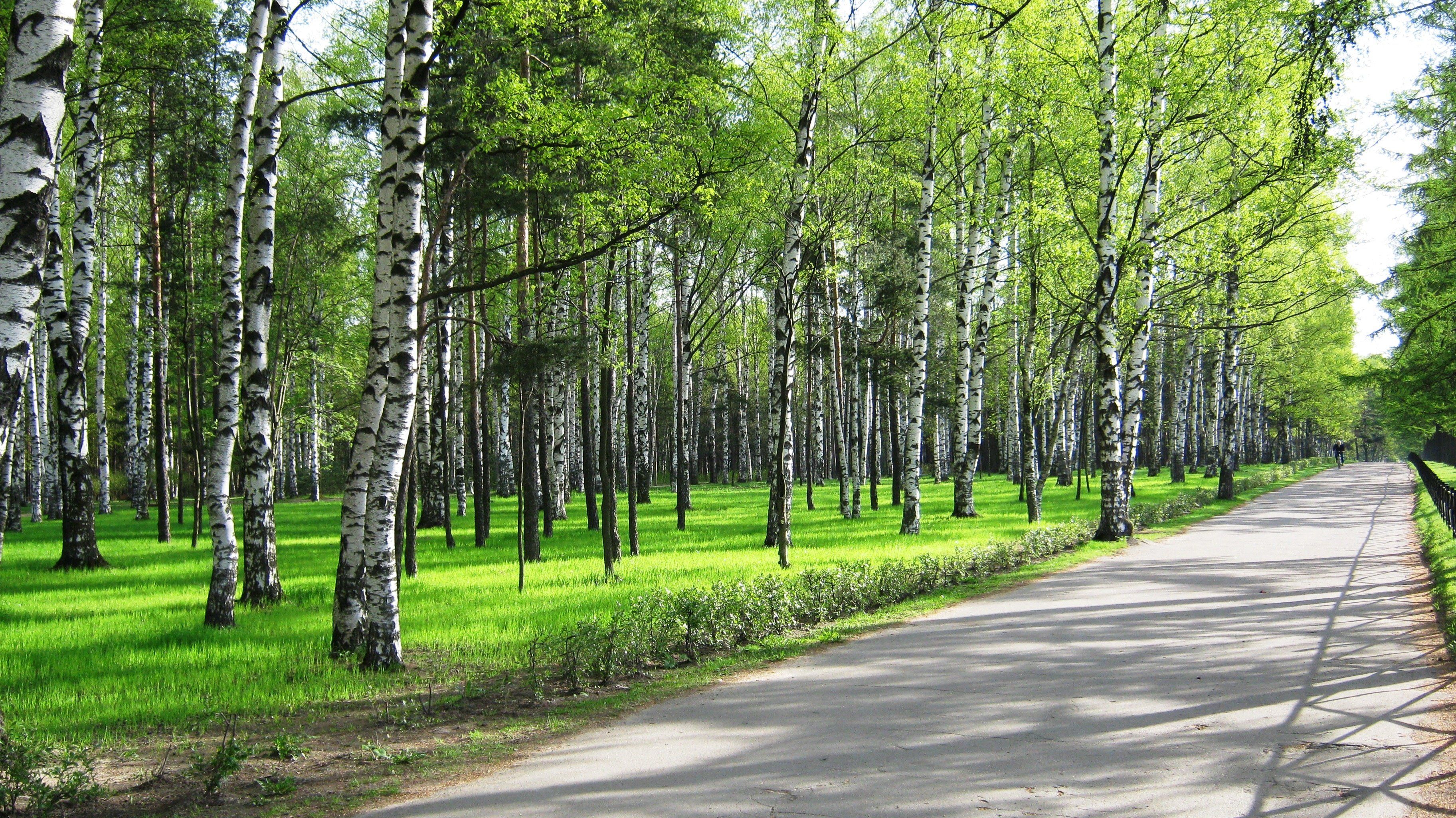 Spring birch park forest road path trail people wallpaper