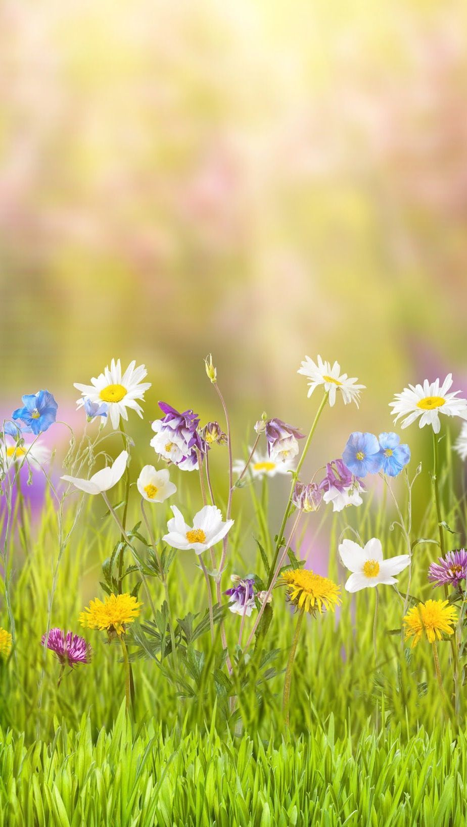 iPhone Wallpaper. People in nature, Flower, Meadow, Nature