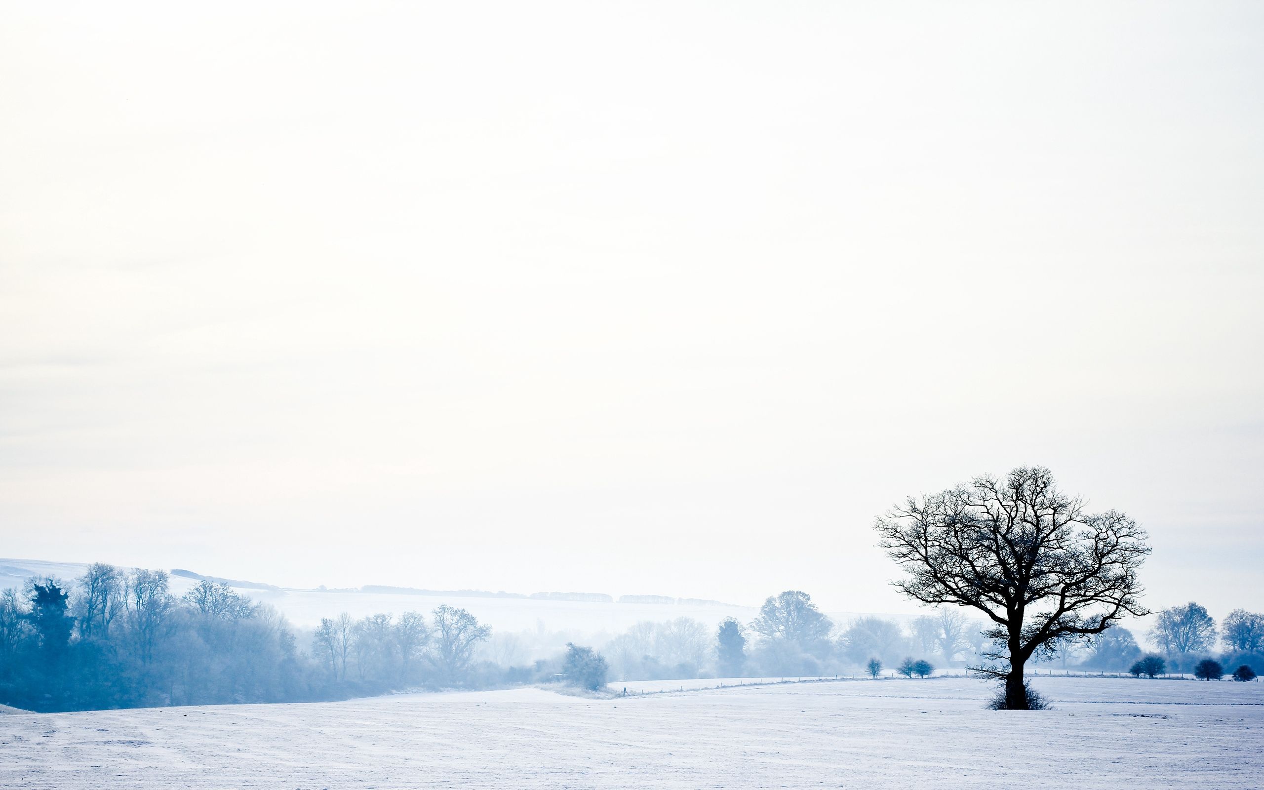 Download wallpaper 2560x1600 landscape, tree, lonely, snow, winter