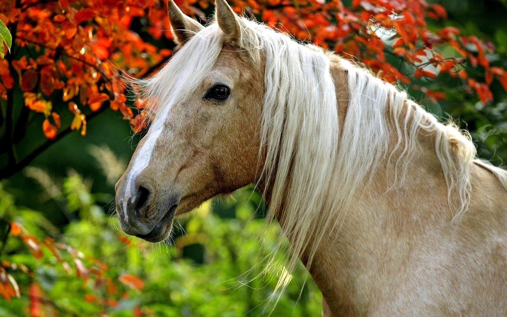 Palomino Background. Golden Palomino