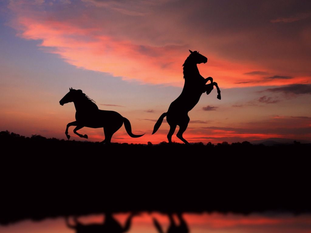 Horse Wallpaper For Computer