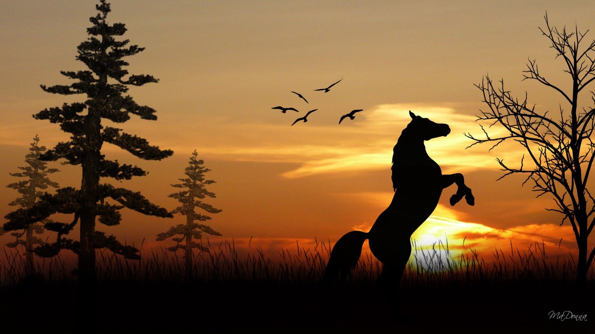Horse Computer Wallpaper, Desktop Background Head