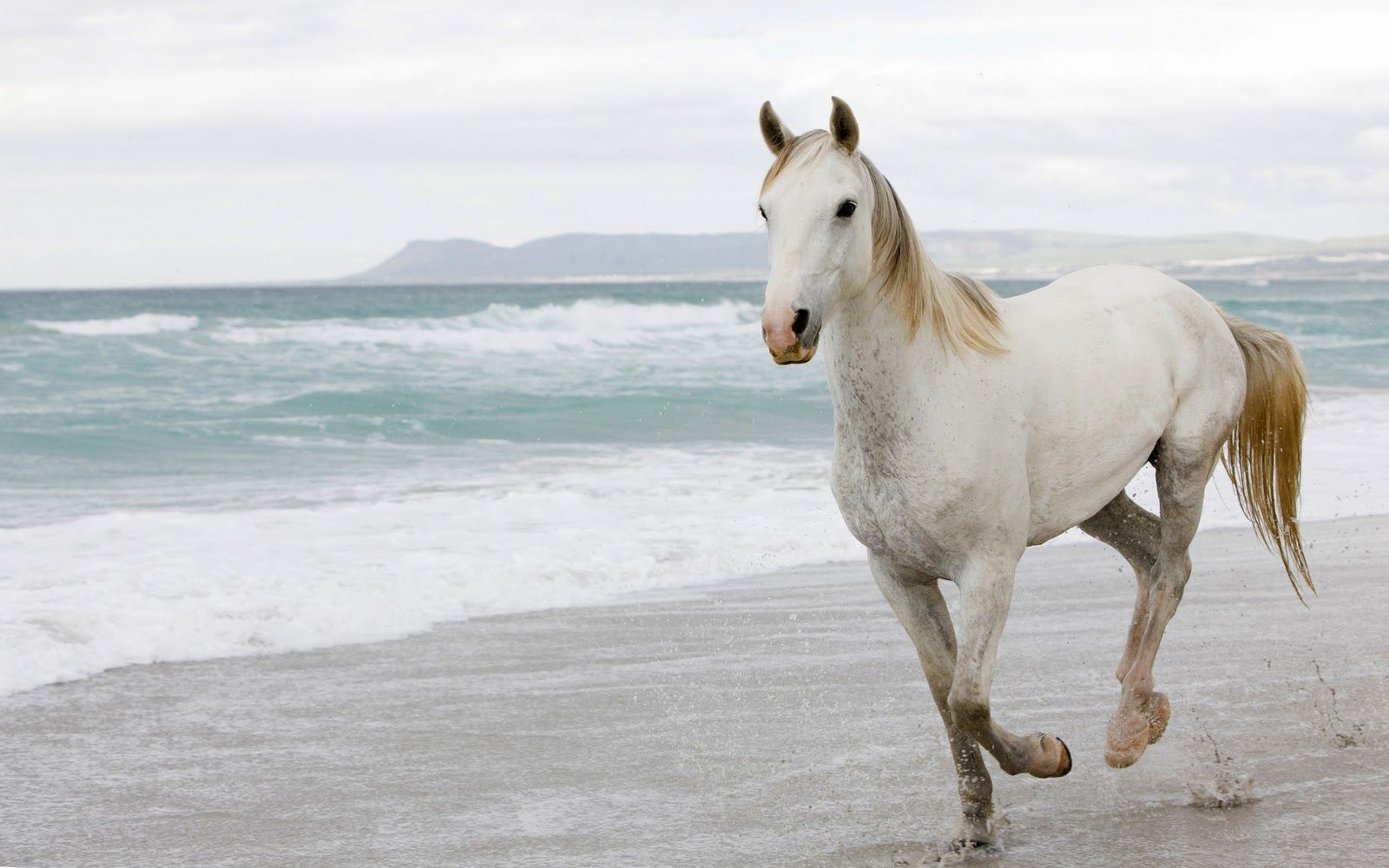 Free download Horse Computer Wallpaper Desktop Background 18719