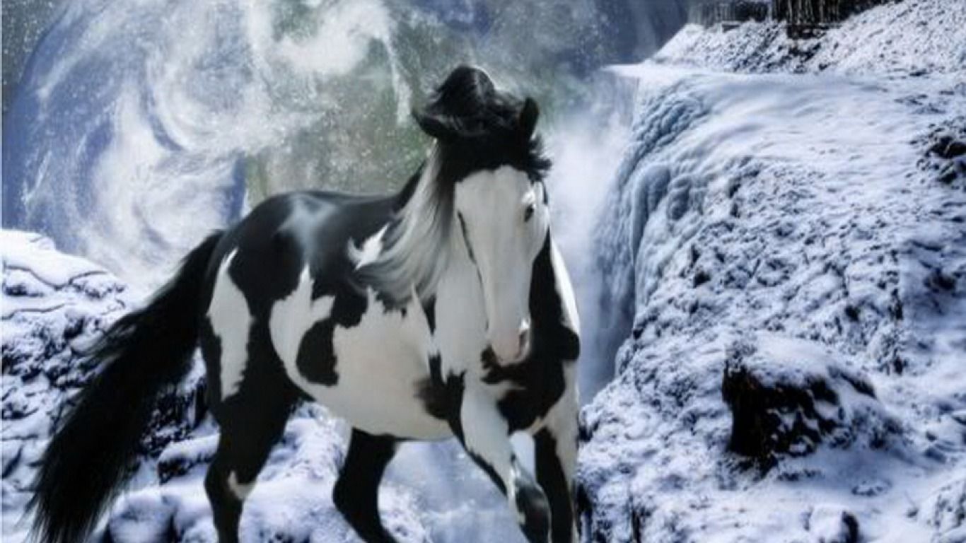 Horse Wallpaper For Computers
