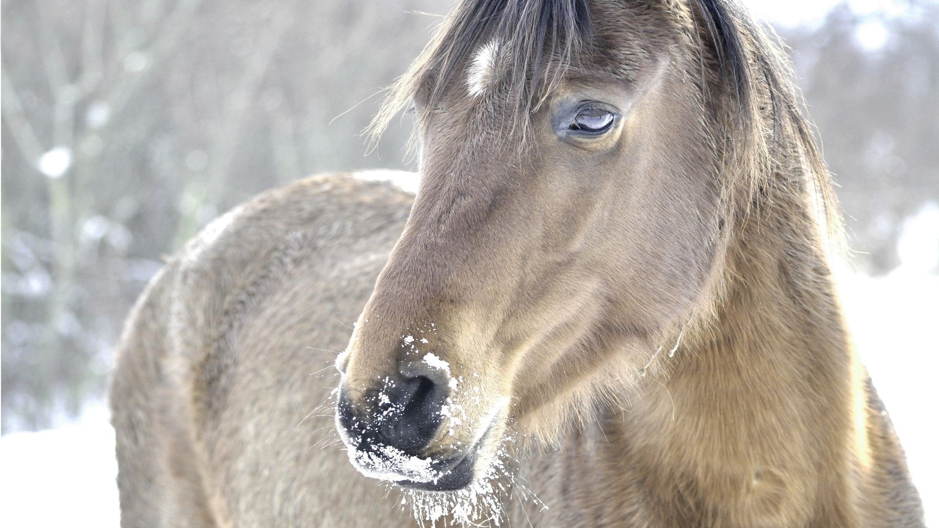 Beautiful HD Horse Wallpaper
