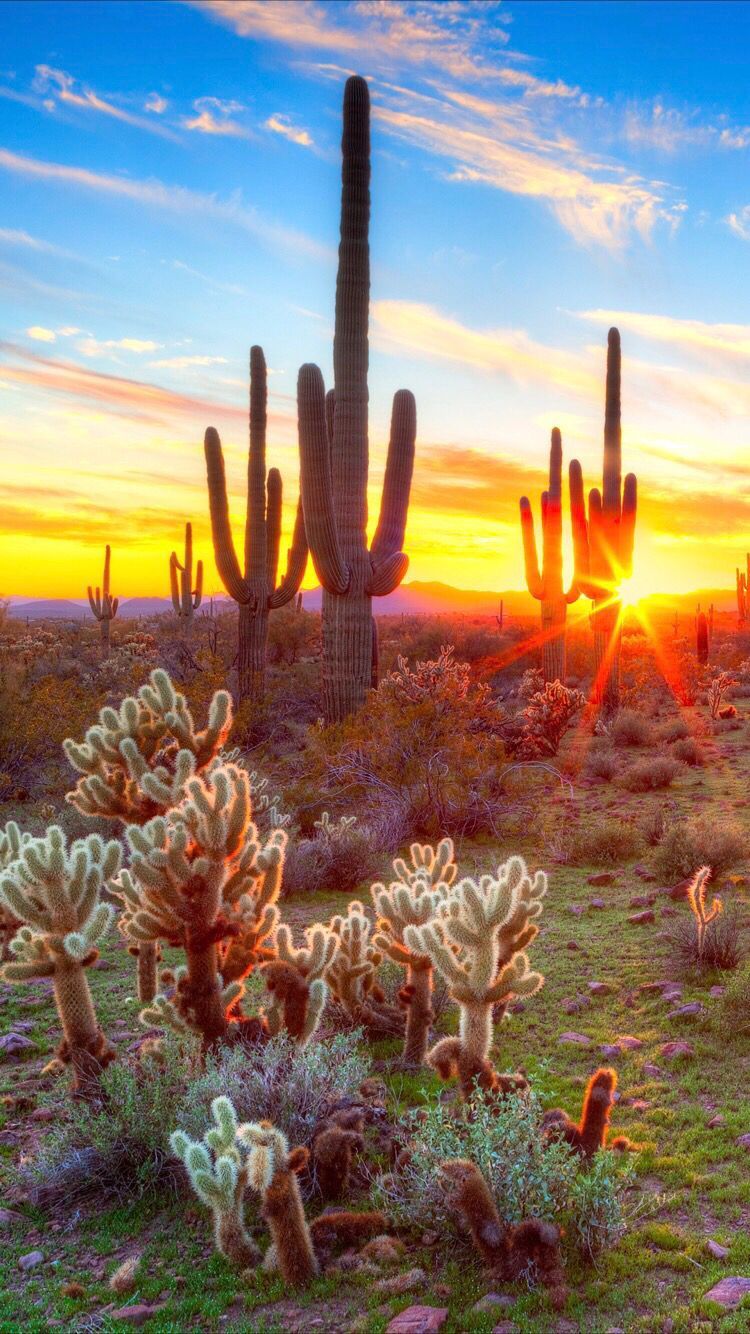 Cactus Sunset iPhone Wallpapers  Wallpaper Cave