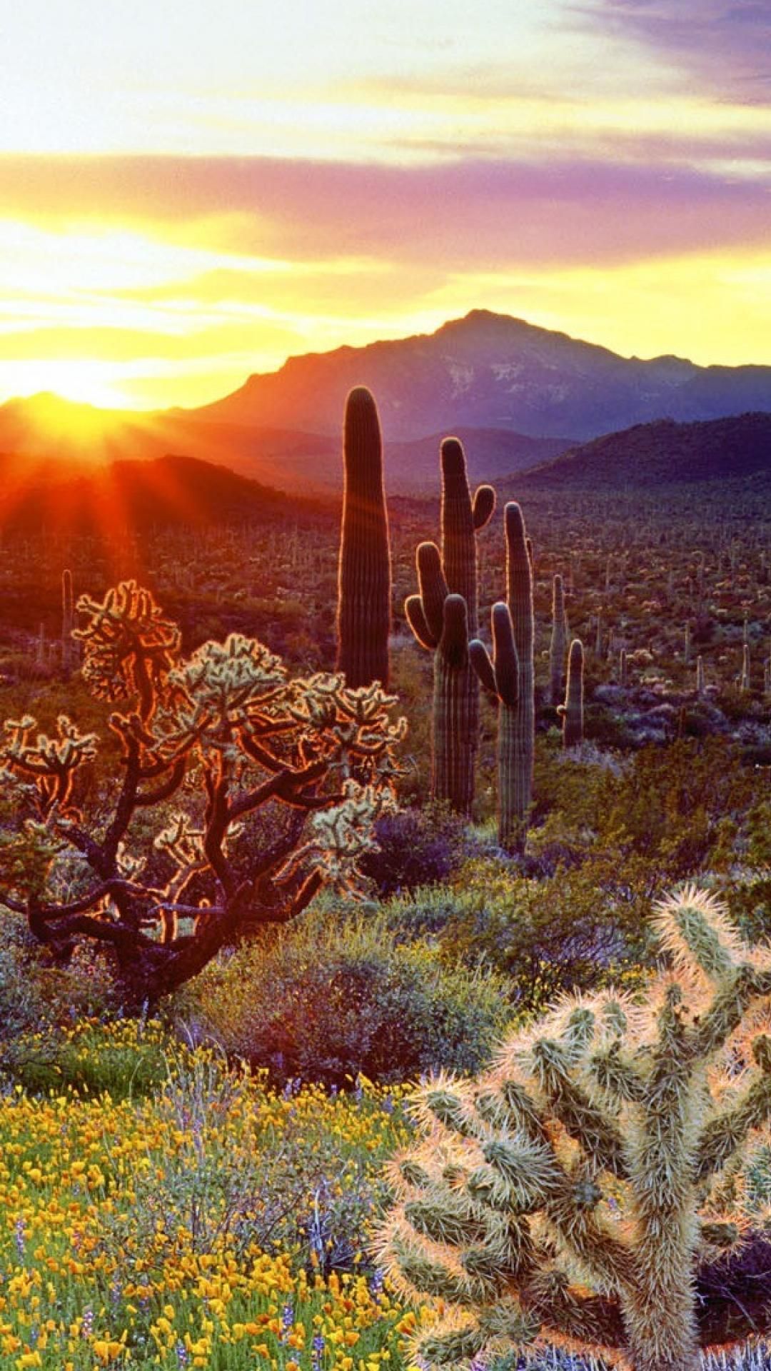 Desert Cactus iPhone Wallpaper. Paisajes deserticos, Fondos de cactus, Jardín de cactus