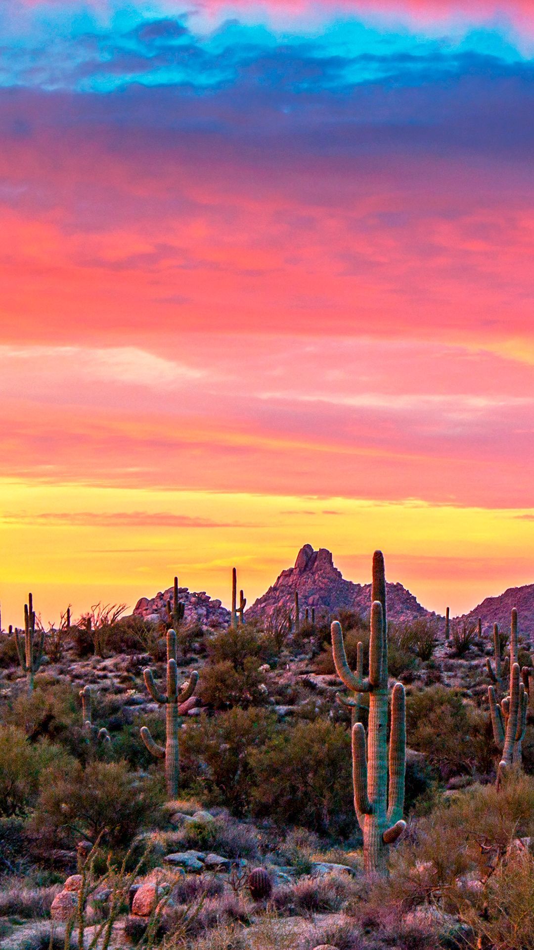 hd arizona scenery flowers