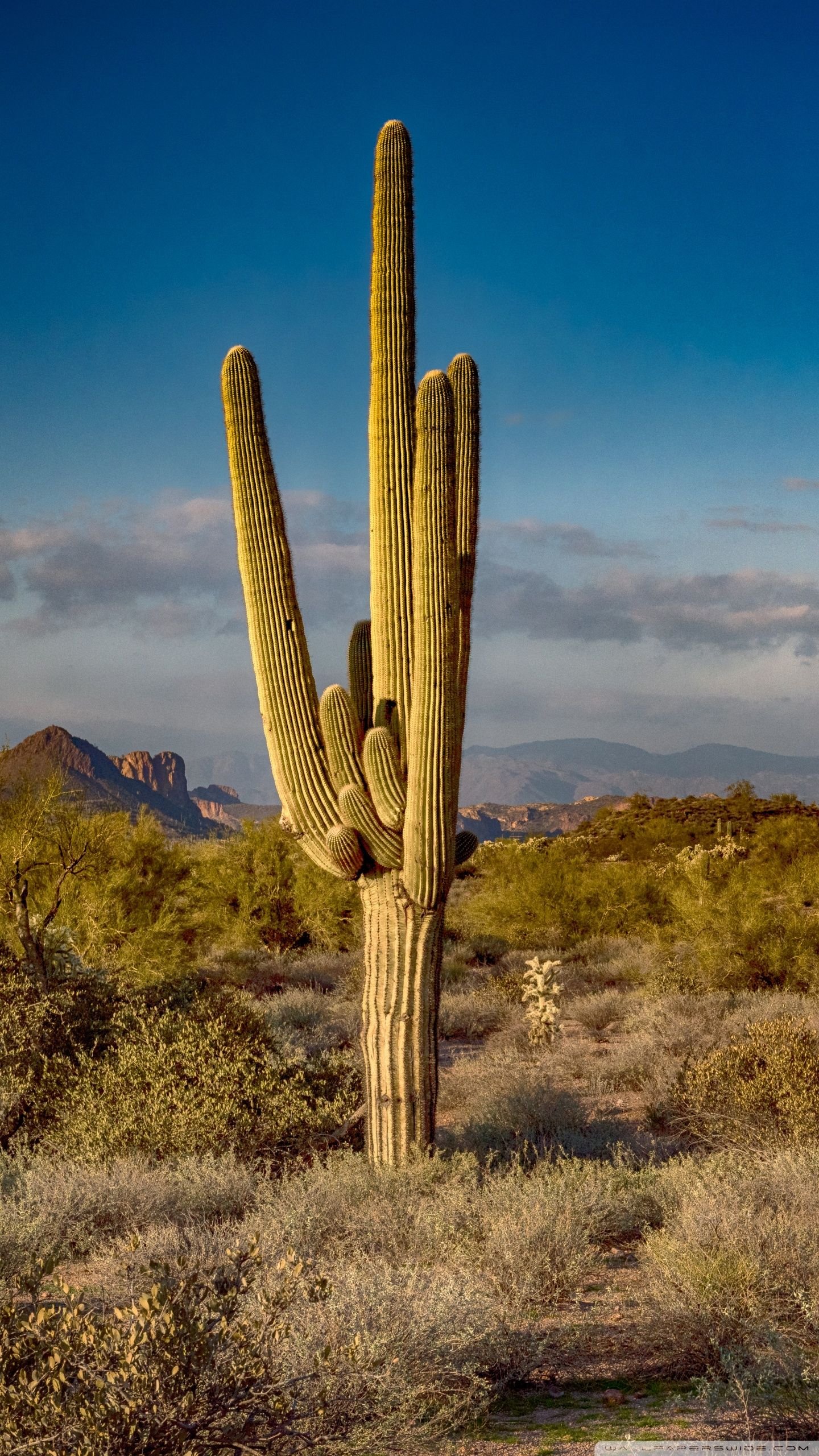 Saguaro Cactus, Arizona Ultra HD Desktop Background Wallpaper