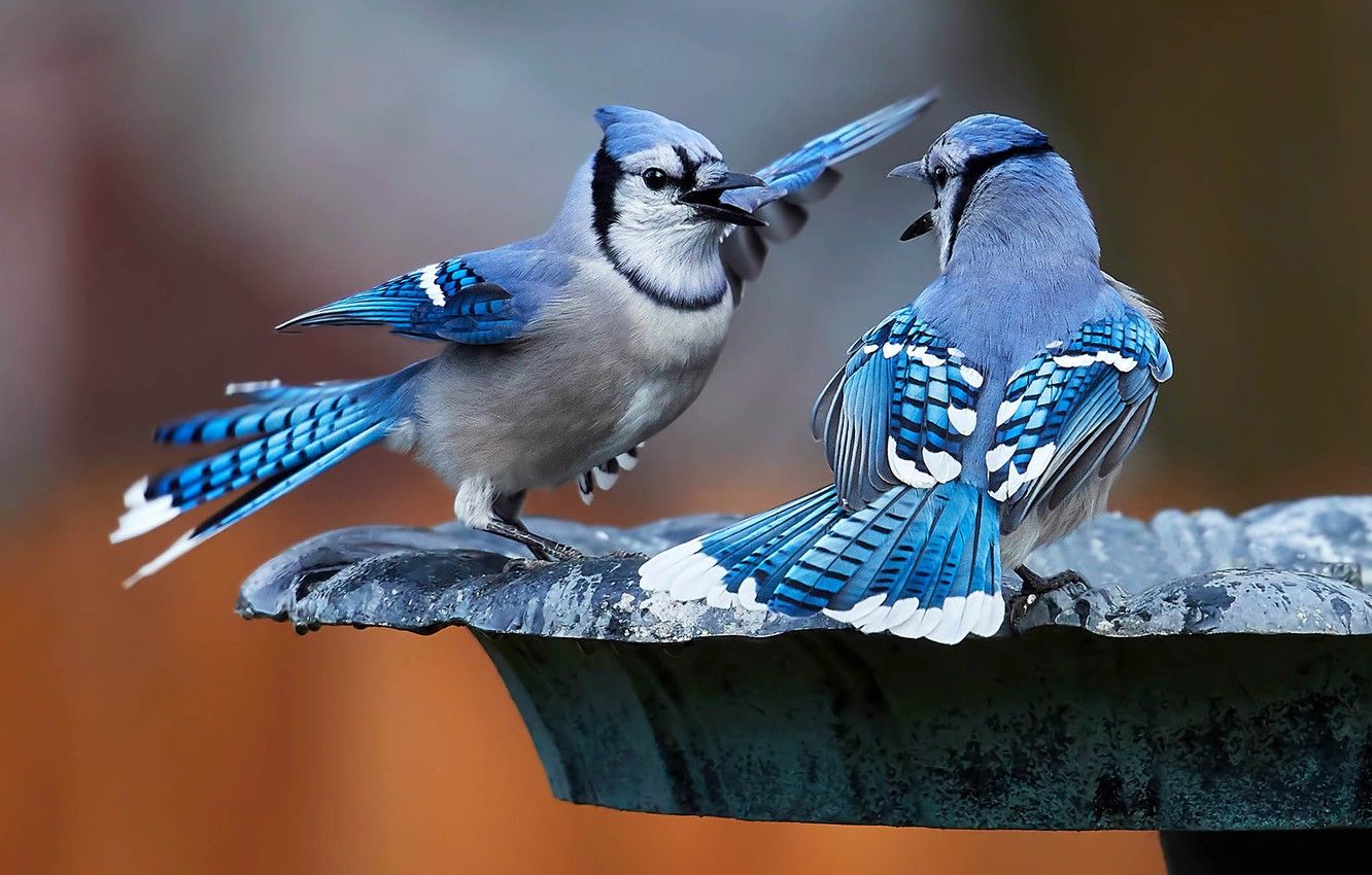 Photo Wallpaper Birds, A Couple, Blue Jay Jays Bird Couple