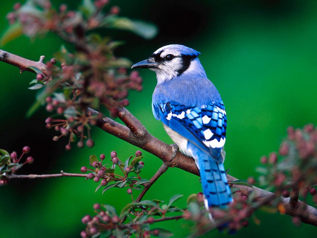 Free download Blue Jay bird PC Wallpaper HD Wallpaper 1280x960