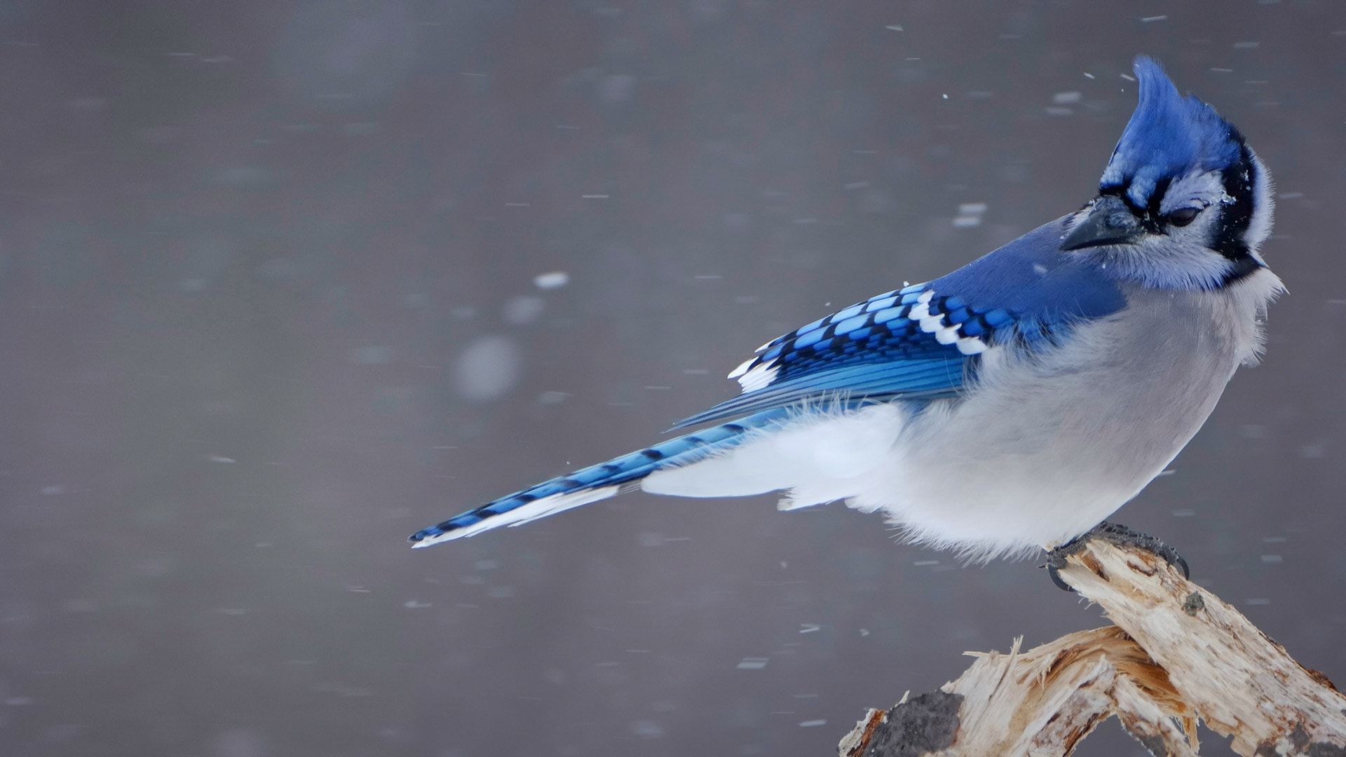 Blue Jay Snow Wallpaper and Free