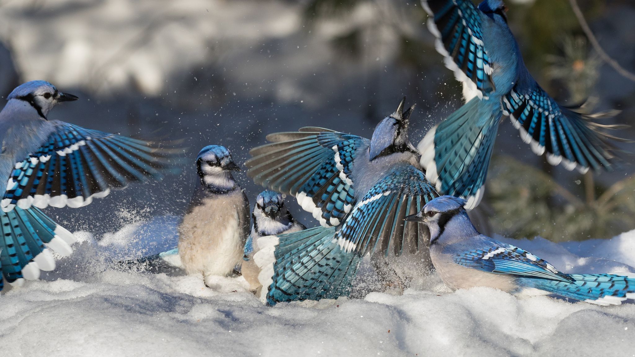 Toronto Blue Jays, Feather, Wildlife, Bluebird, Beak Jay