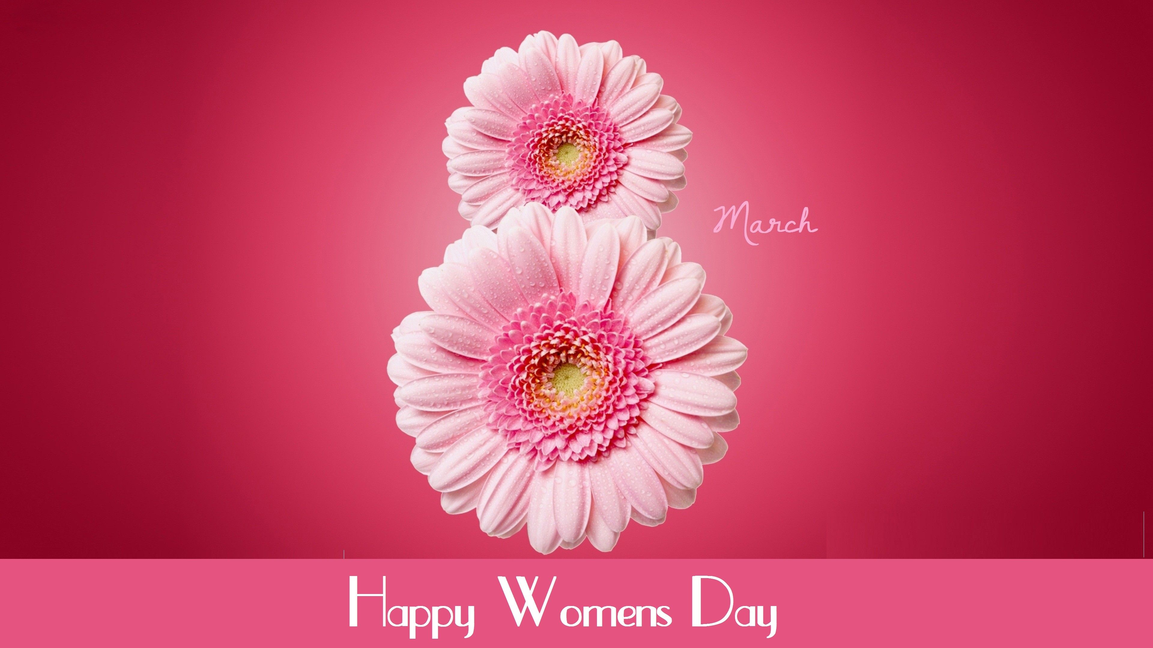 Wallpaper International Women's Day, March flowers, pink, gerbera, Holidays