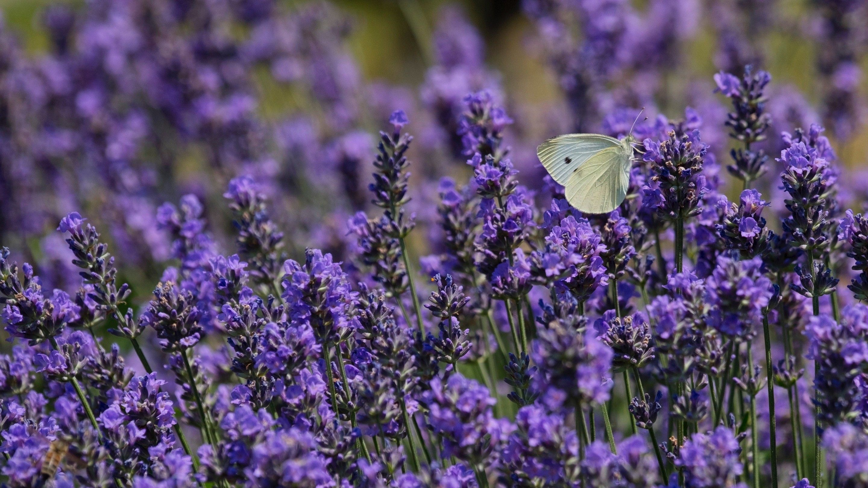 Cute Butterfly Baby on Lavender