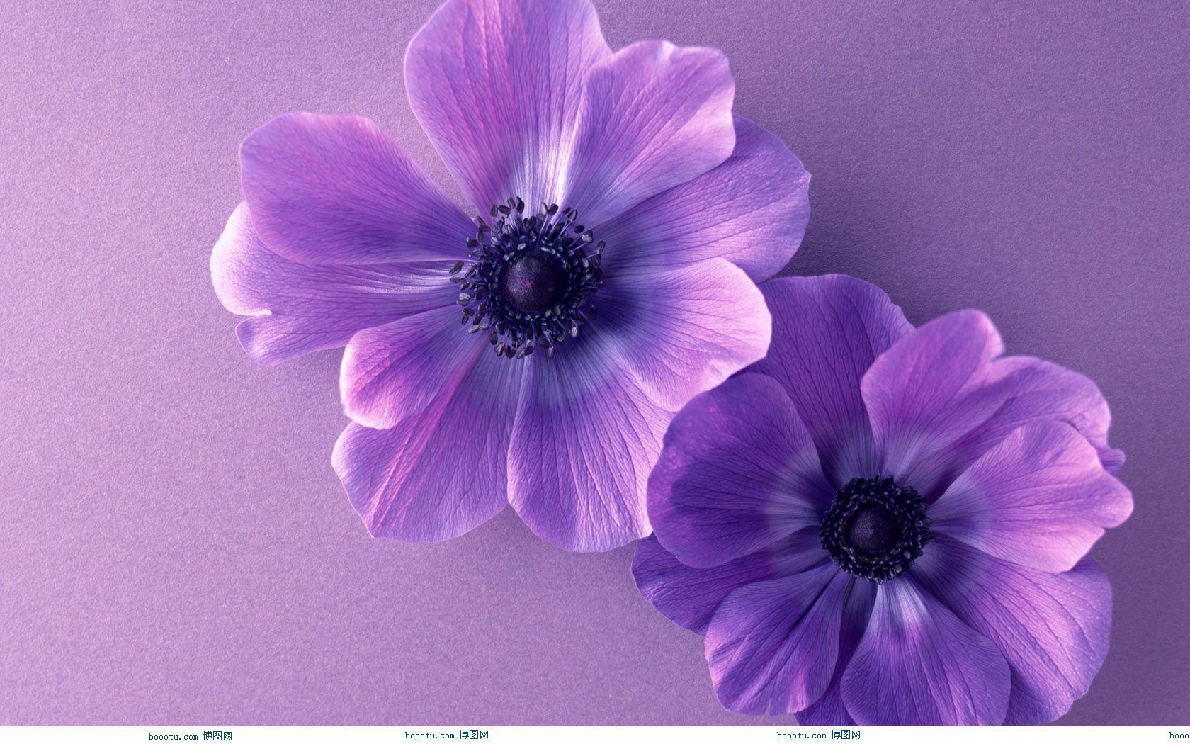 Free download Cute Purple Background [1680x1050] for your Desktop