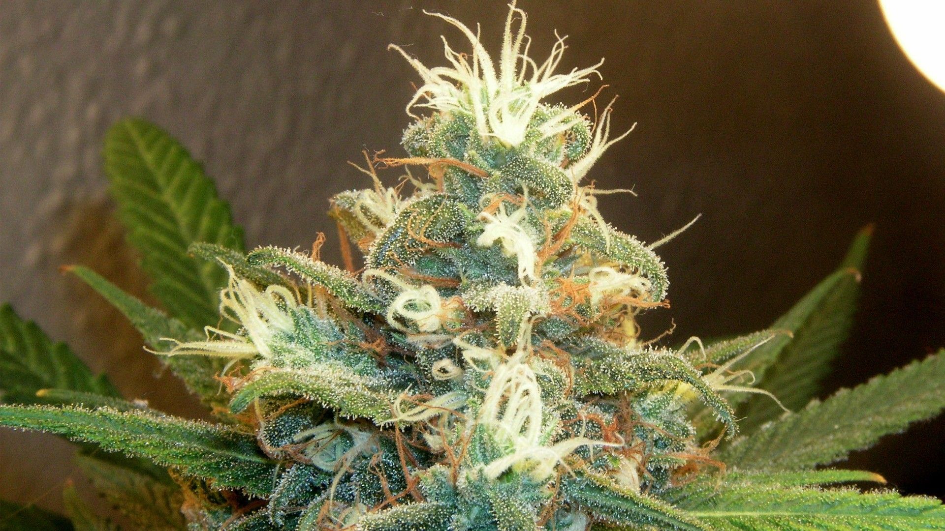 Weed HD Wallpaper