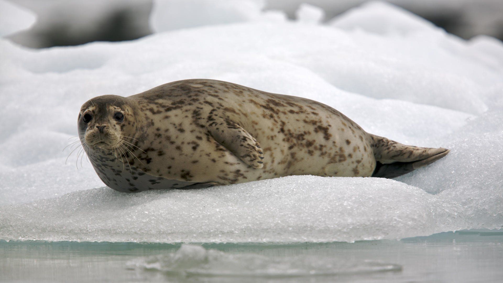 Harbor Seal HD Wallpaper