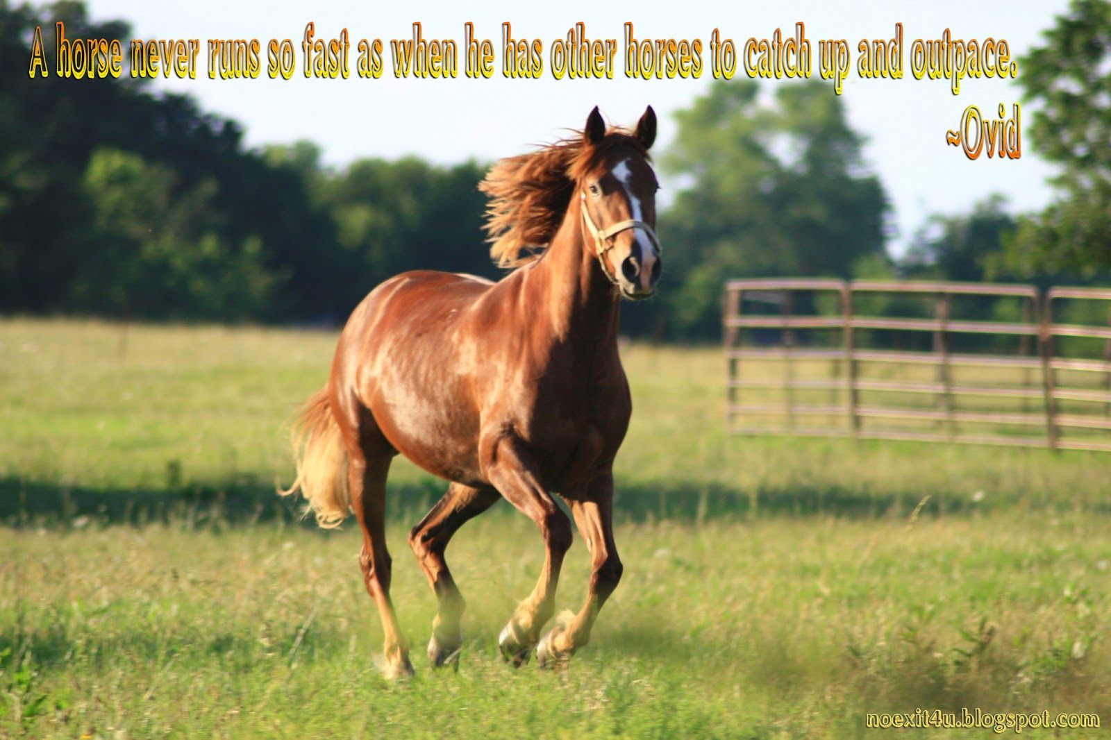 Beautiful Horse Quotes. QuotesGram