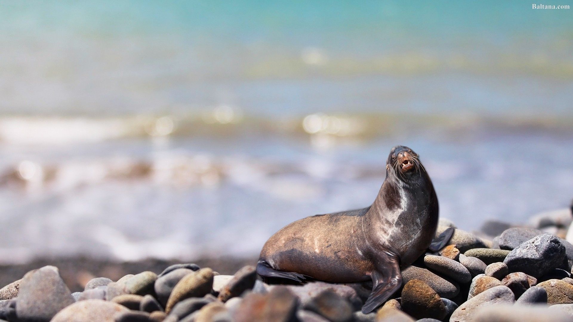 Harbor Seal Wallpaper 30485